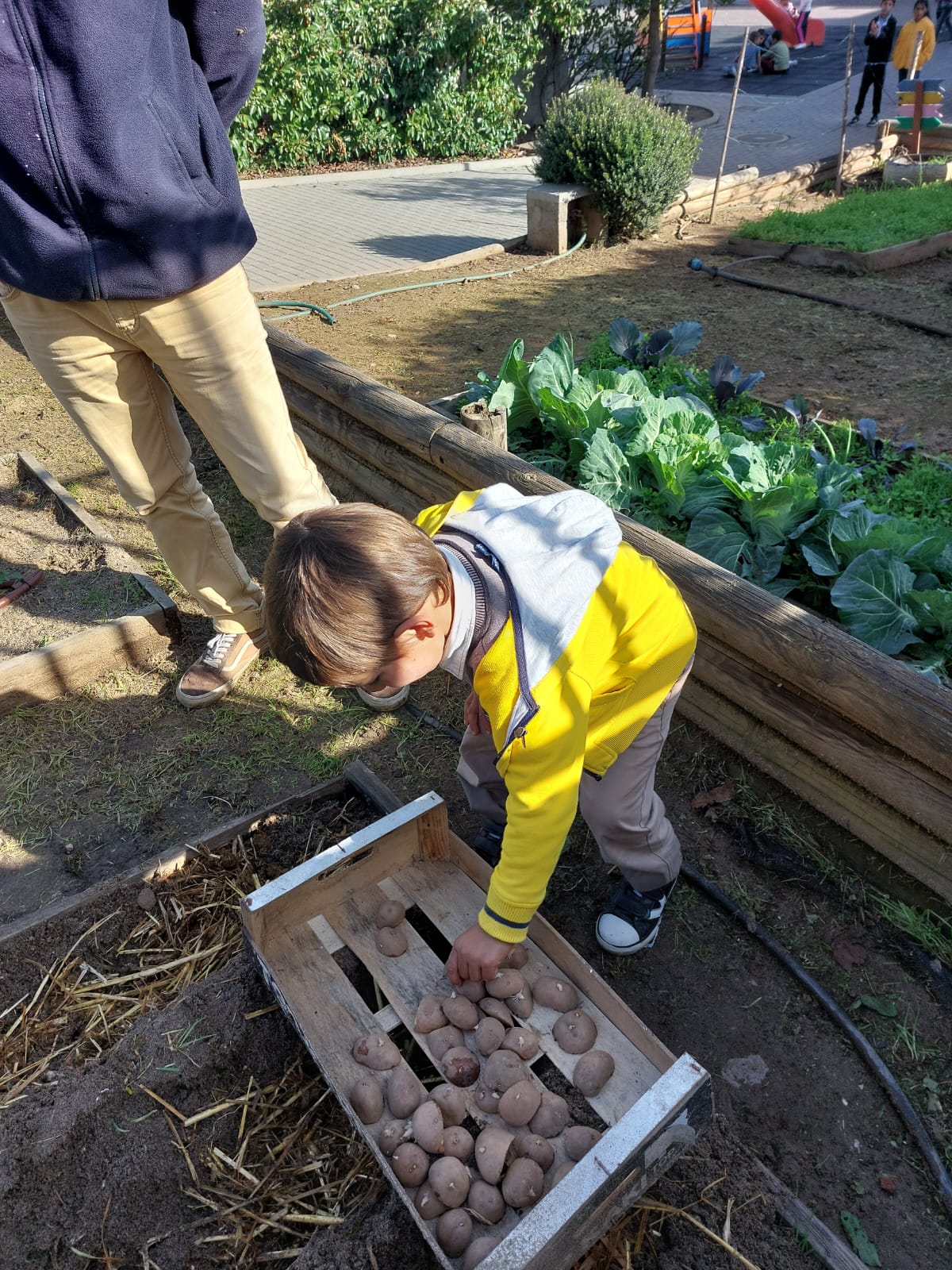 Semear batatas alunos do pré-escolar.