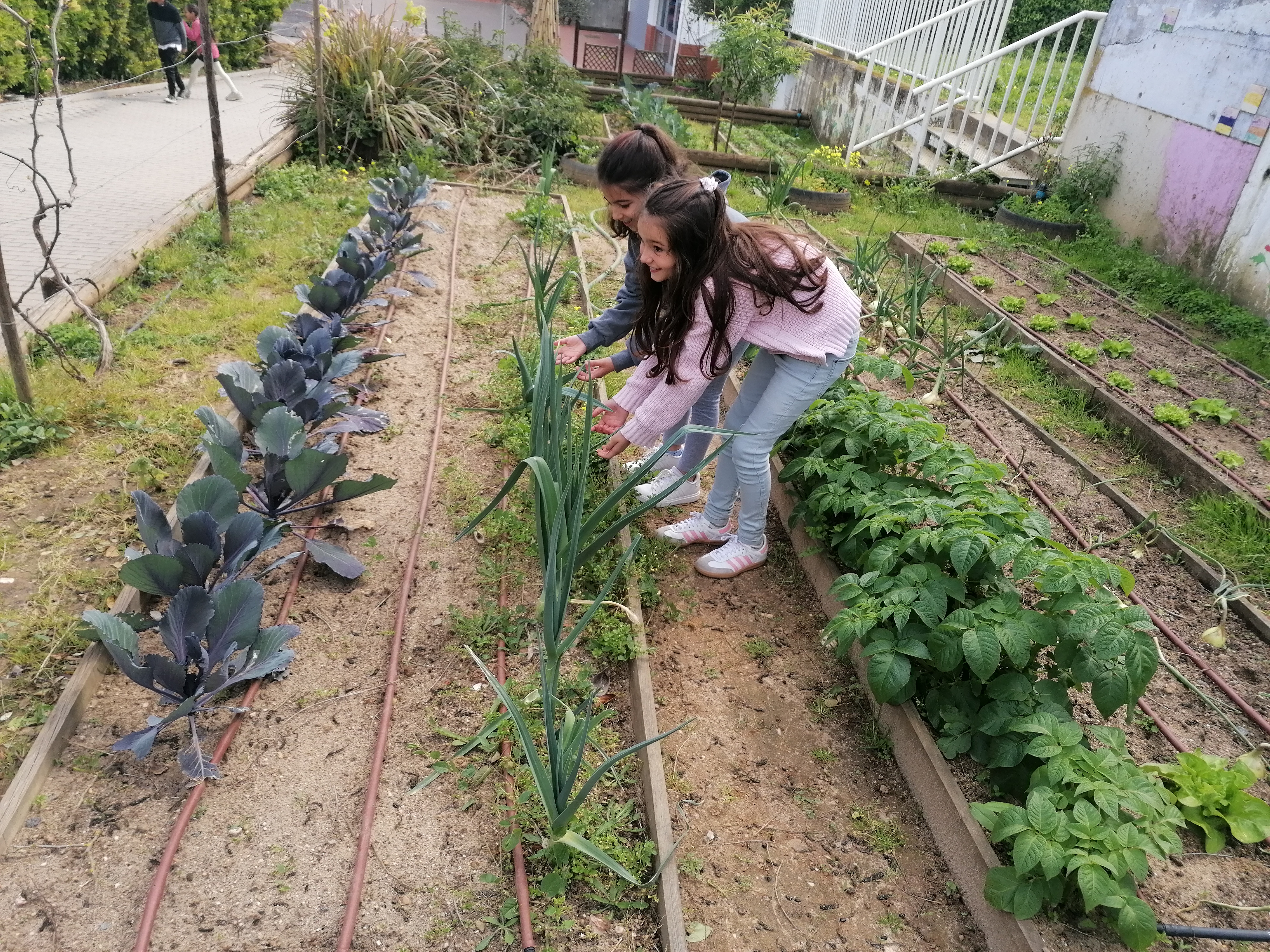 Alunas observação do crescimento da plantação de cebolas