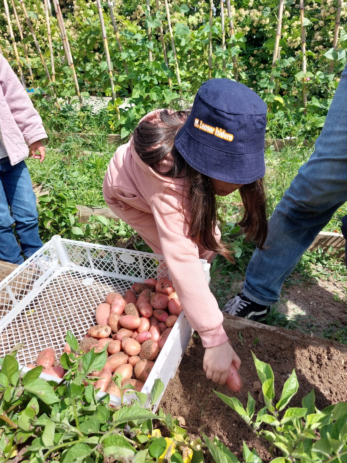 Colheita de batatas
