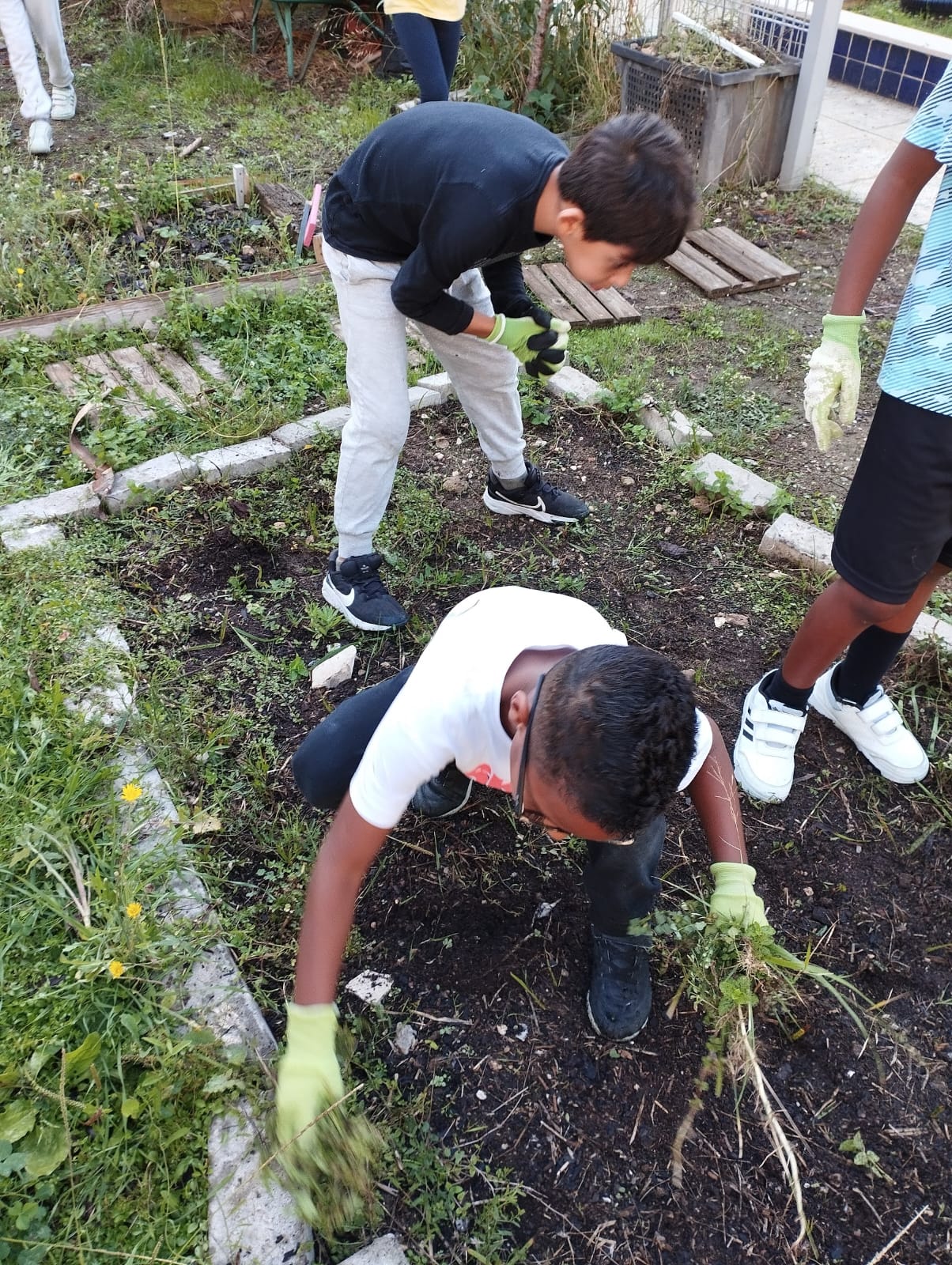 Horta do CED - Eliminação de infestantes do espaço da horta