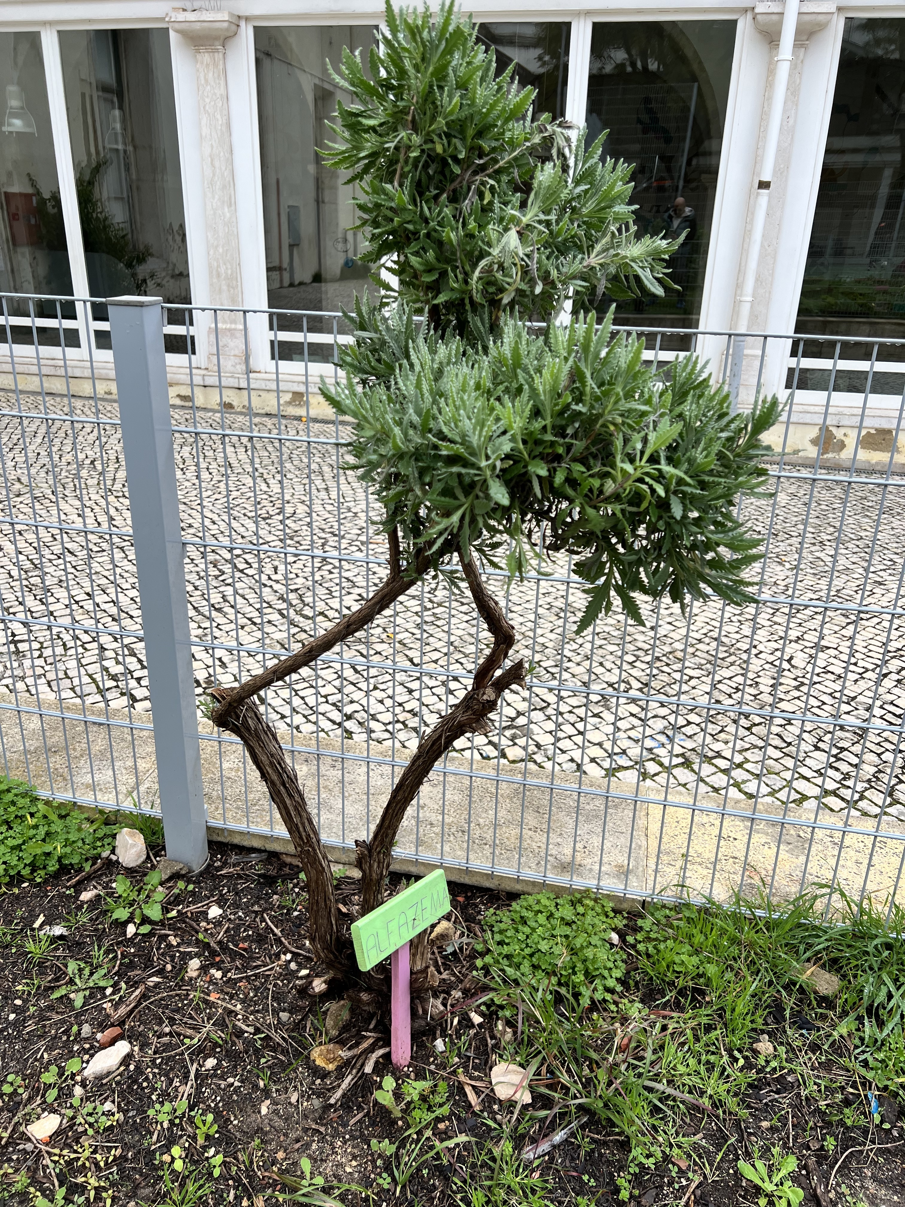 Horta do CED - Poda da Alfazema e limpeza do espaço envolvente pelos alunos do 1º ciclo