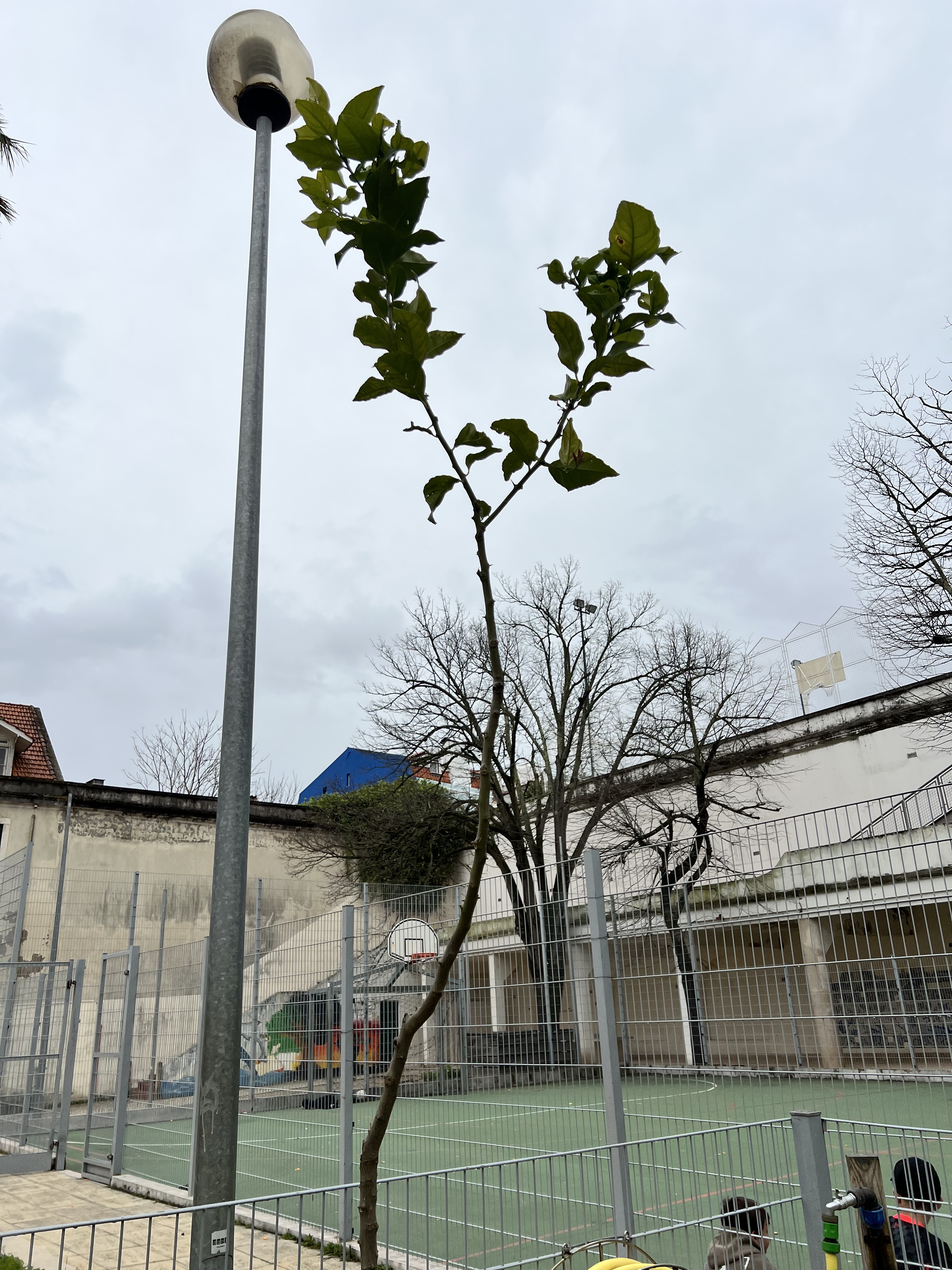 Horta do CED - Poda do limoeiro e limpeza do espaço envolvente pelos alunos do 1º ciclo