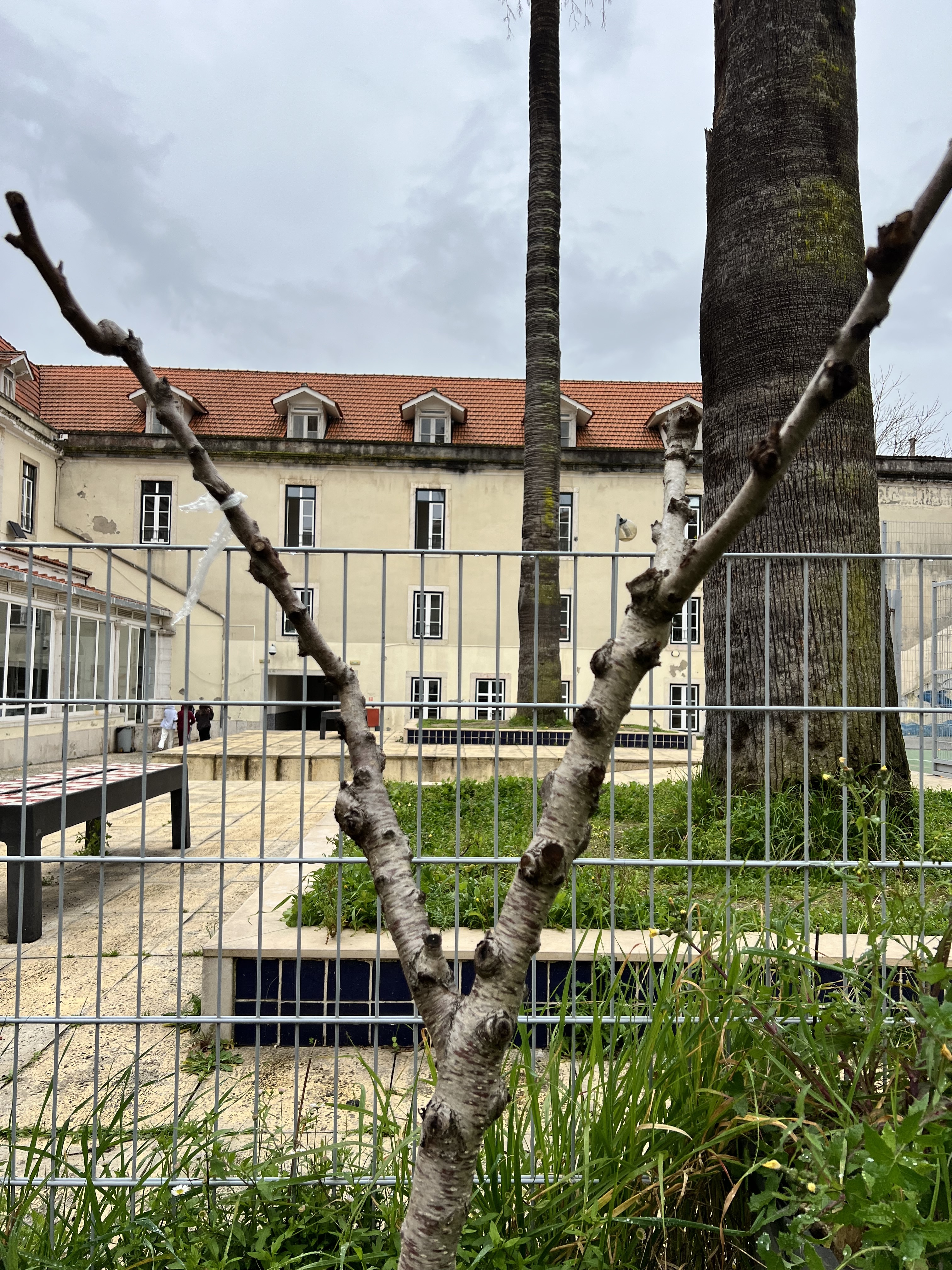 Horta do CED- Recuperação do pessegueiro