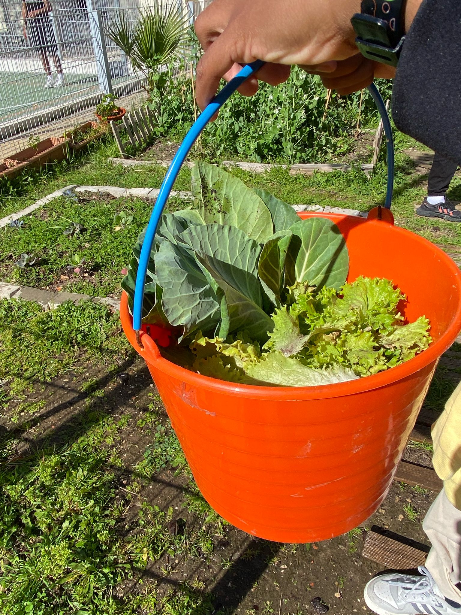 Horta do CED - Os alunos do Núcleo Ambiental recolheram algumas alfaces e couves para prepararem uma refeição em casa