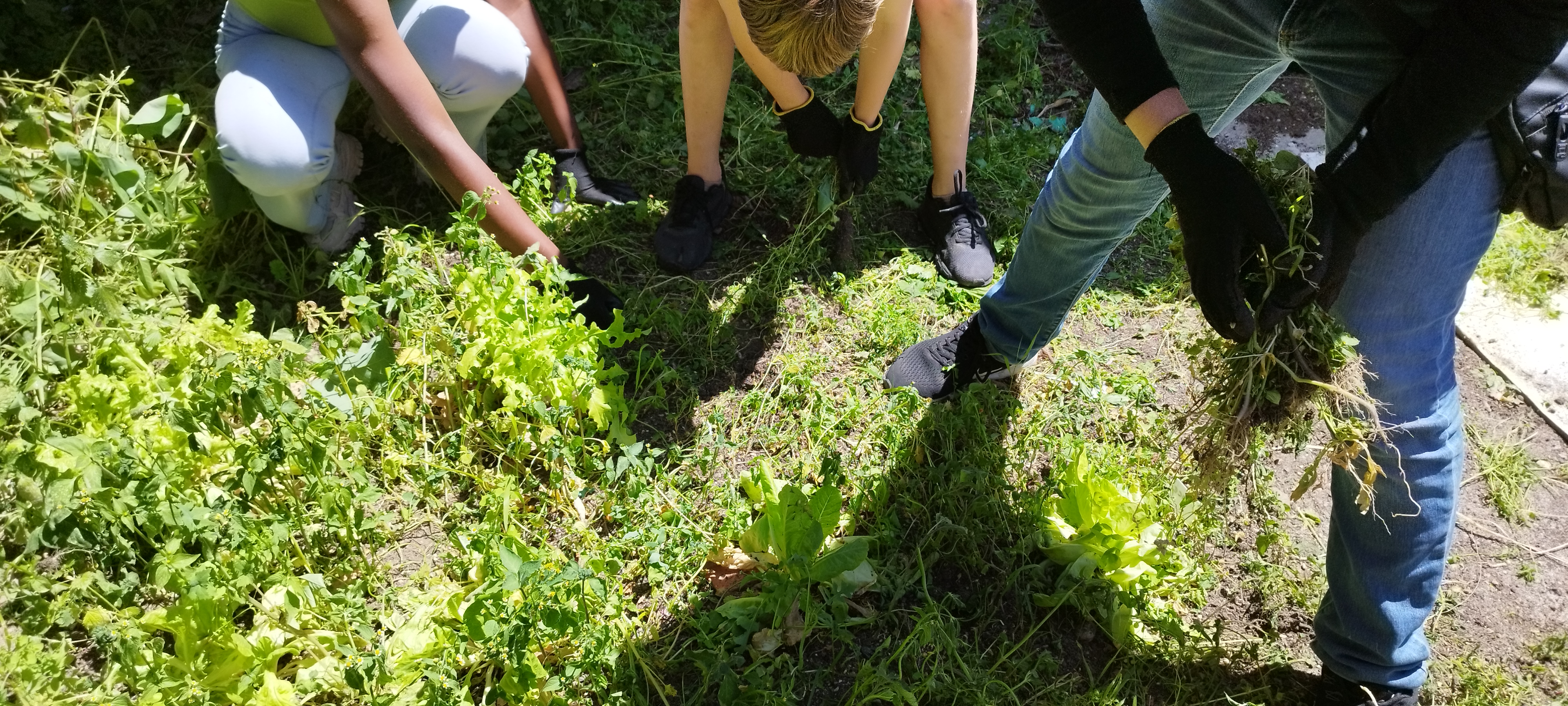 Devido às condições climáticas adversas que se fizeram sentir continuamente, apenas algumas das alfaces transplantadas para o canteiro 2 sobreviveram. Entretanto procedeu-se à limpeza da vegetação envolvente e rega.