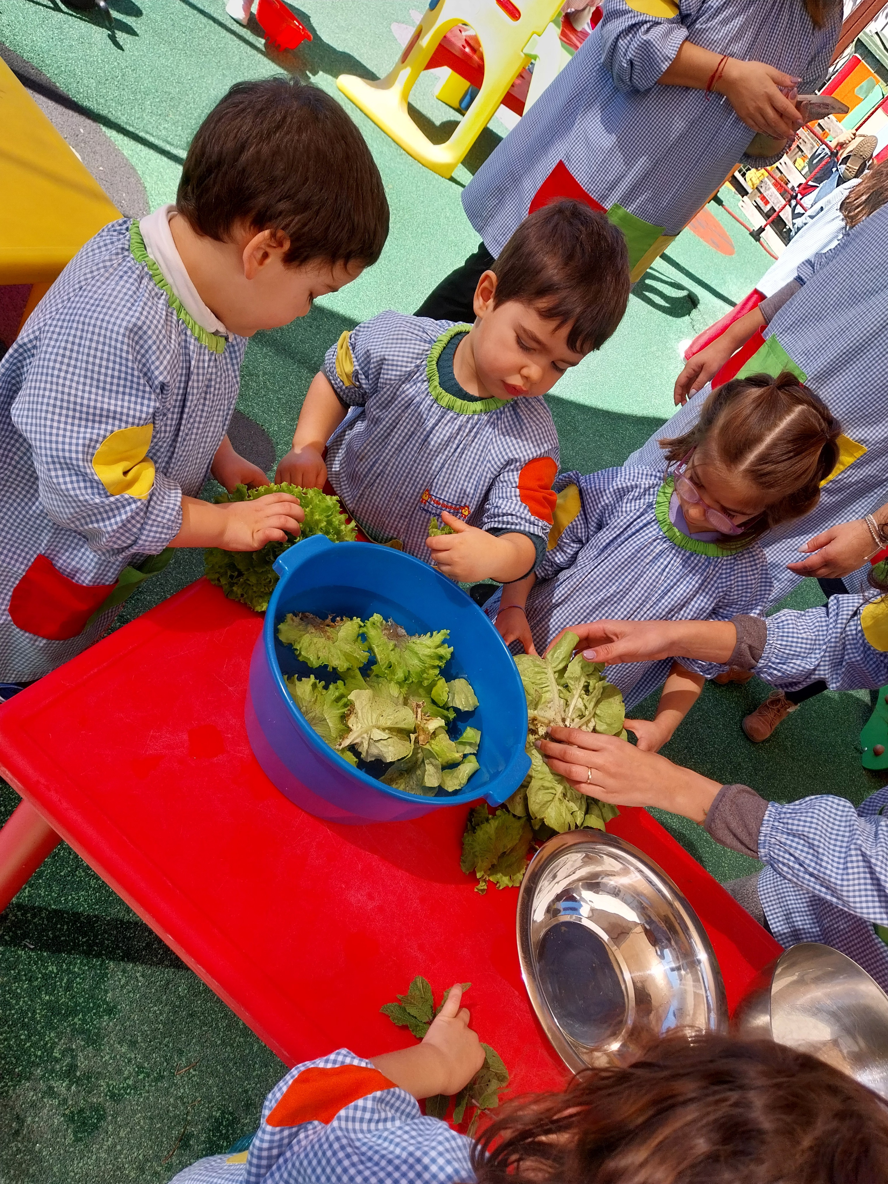 preparação da salada de alface