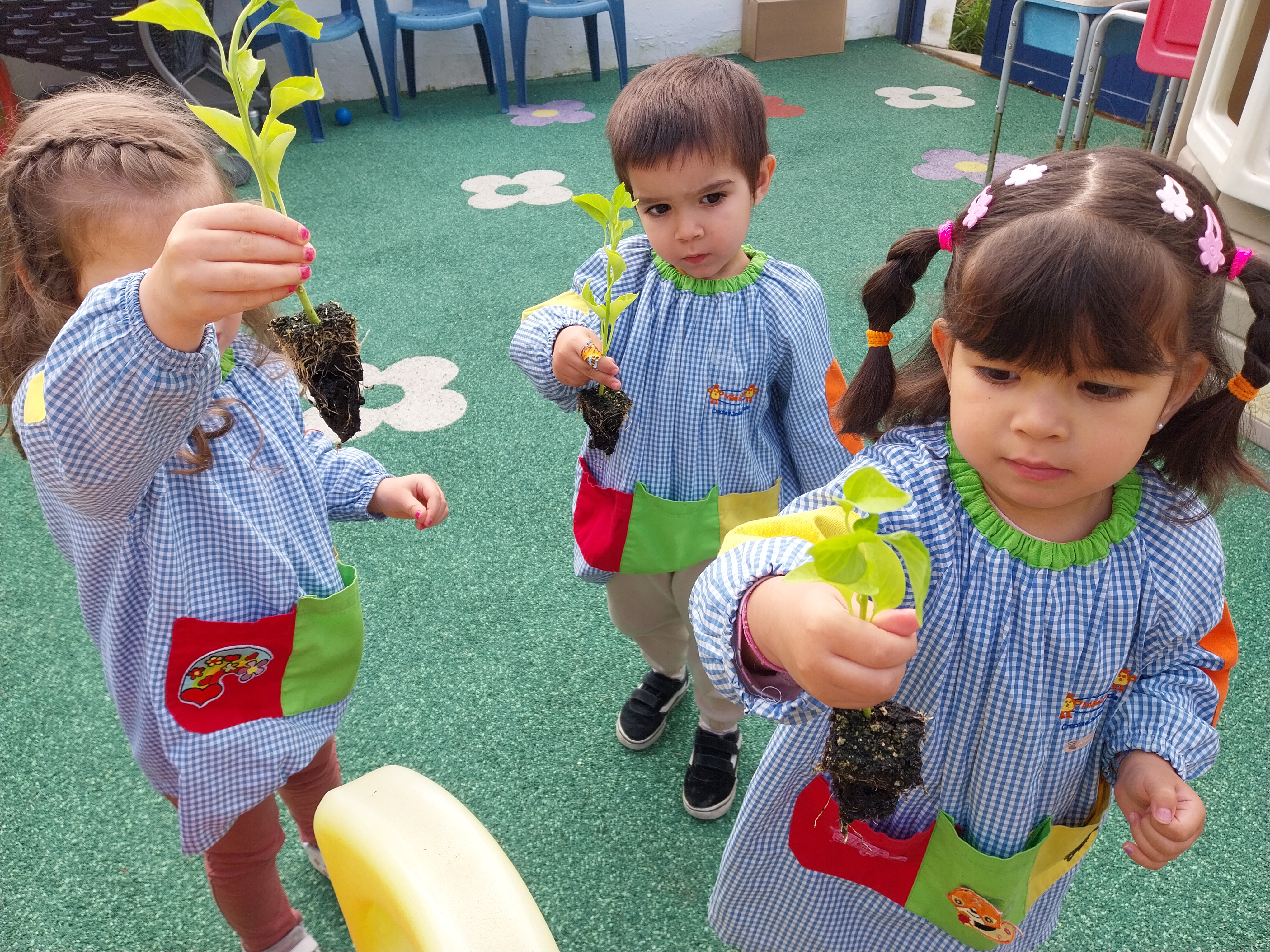 Levar as plantas dos tomateiros e pimenteiros