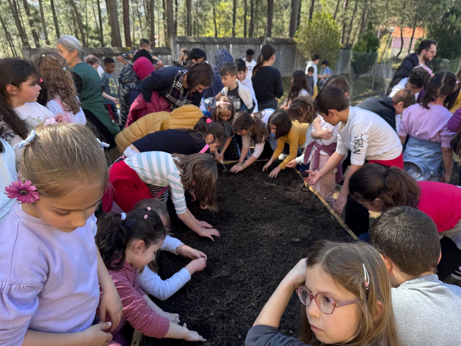 Participação dos alunos na plantação de morangos.