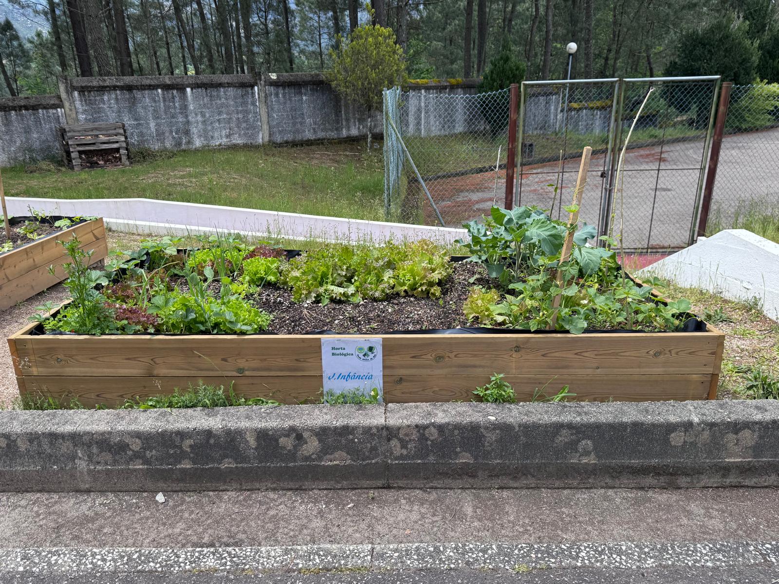 O canteiro dos alunos do Jardim de Infância
Os alunos têm a oportunidade de acompanhar, com muita alegria, o crescimento das suas plantações. A cada dia, vão descobrindo com entusiasmo o desabrochar do que cada um semeou. Já é possível ver morangos a des