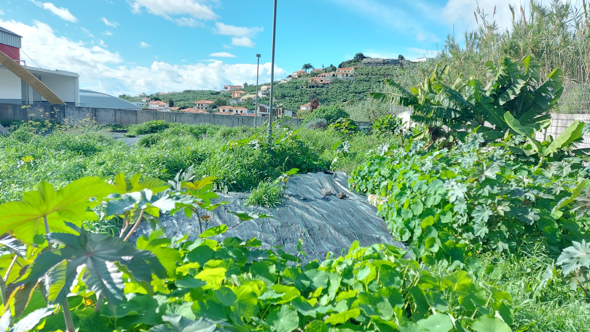 Terreno por limpar e cultivar
