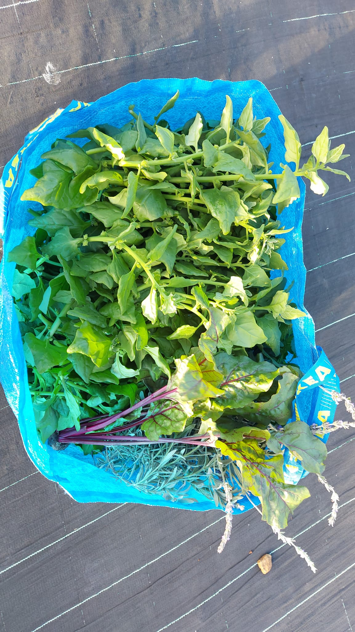 Colheita de espinafres, beterraba e ervas aromáticas