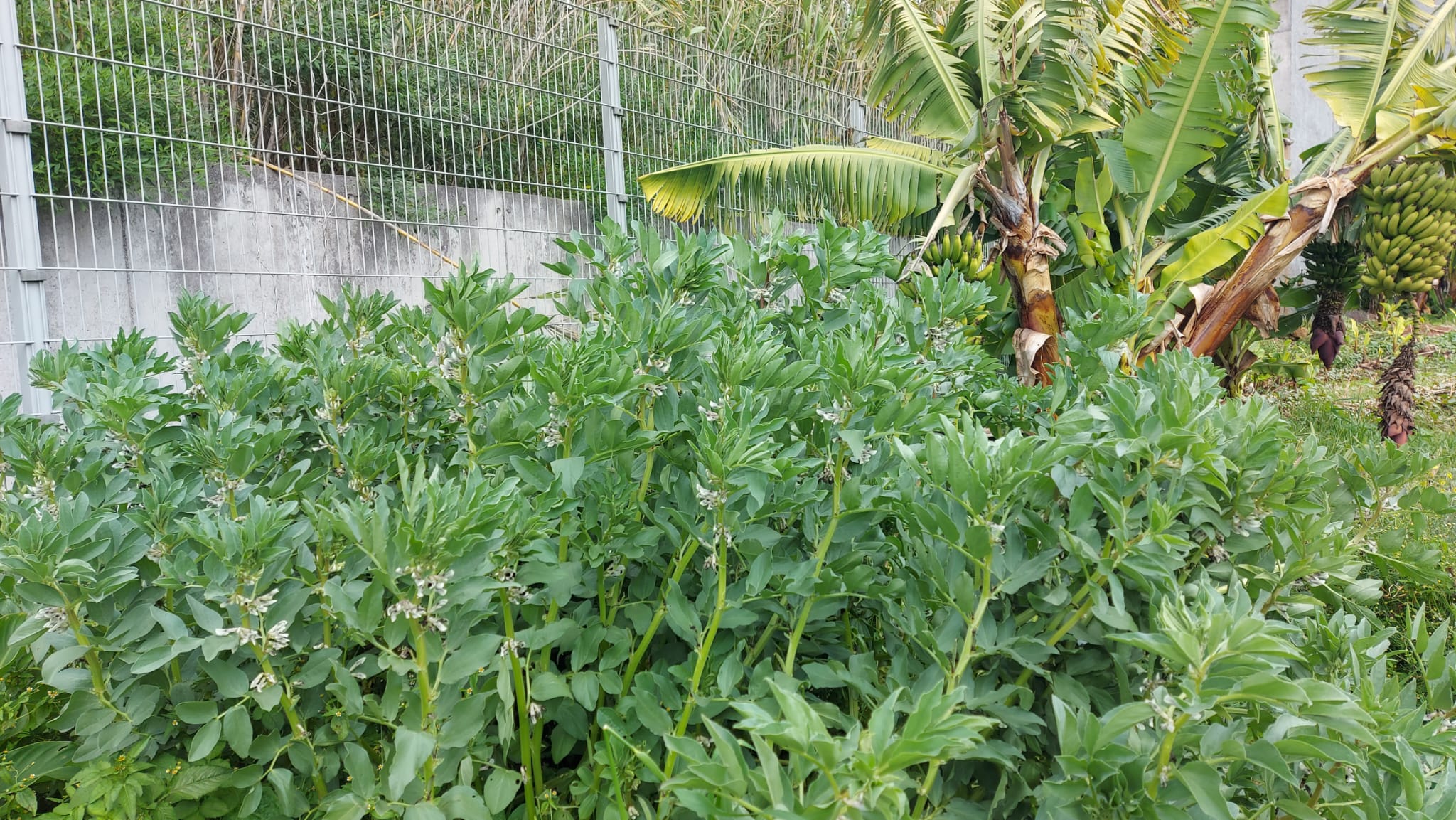 Favas em pleno desenvolvimento
