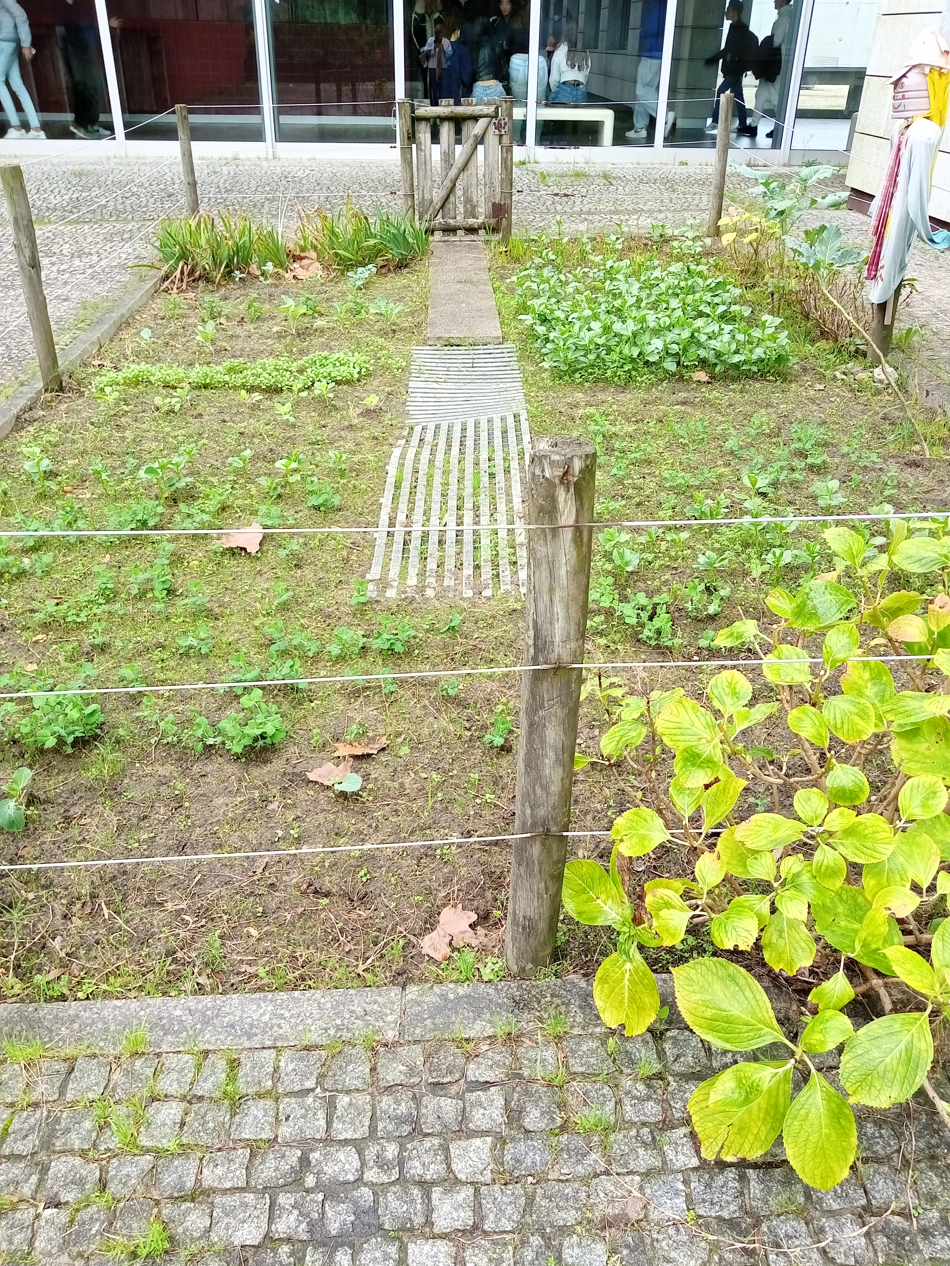 Após as sementeiras e plantações, tivemos chuvas abundantes o que foi ótimo para o início da germinação e crescimento.