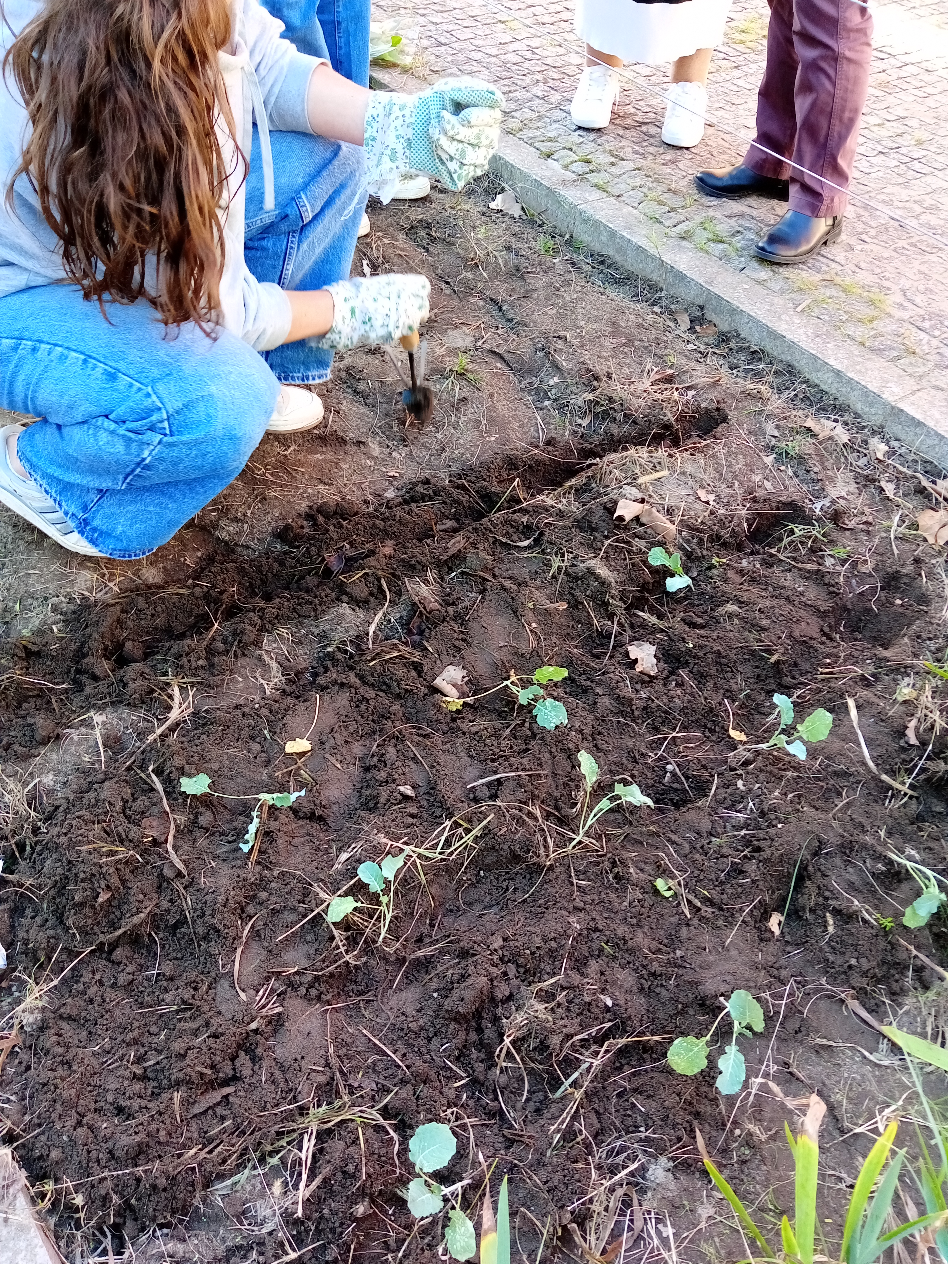 Foram semeadas favas, ervilhas, cenouras e rabanetes. Foram plantadas couves galegas, couve bróculo, espinafres e cebola. Esperamos que os caracóis e as lesmas não comam as plantinhas novas.