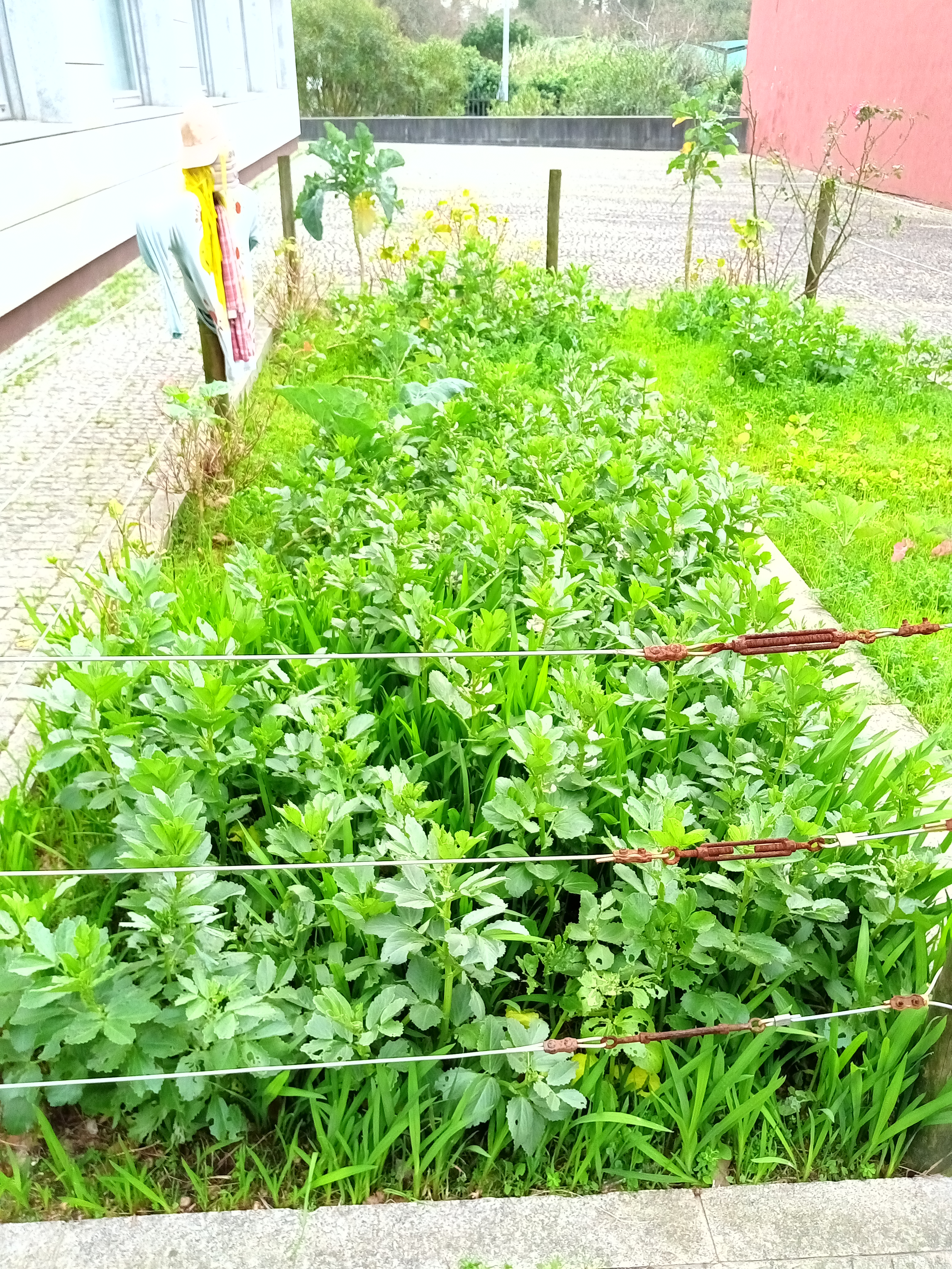 A nossa horta em fevereiro. Começam as sementeiras a dar flor.