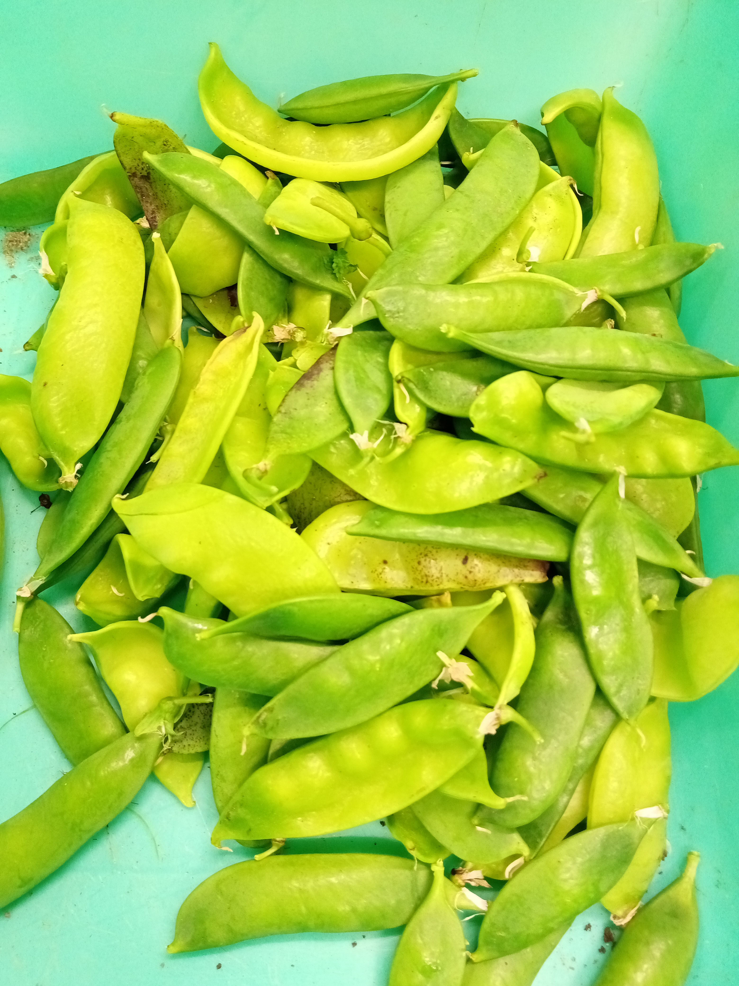 Produção de ervilhas da horta da Inês.