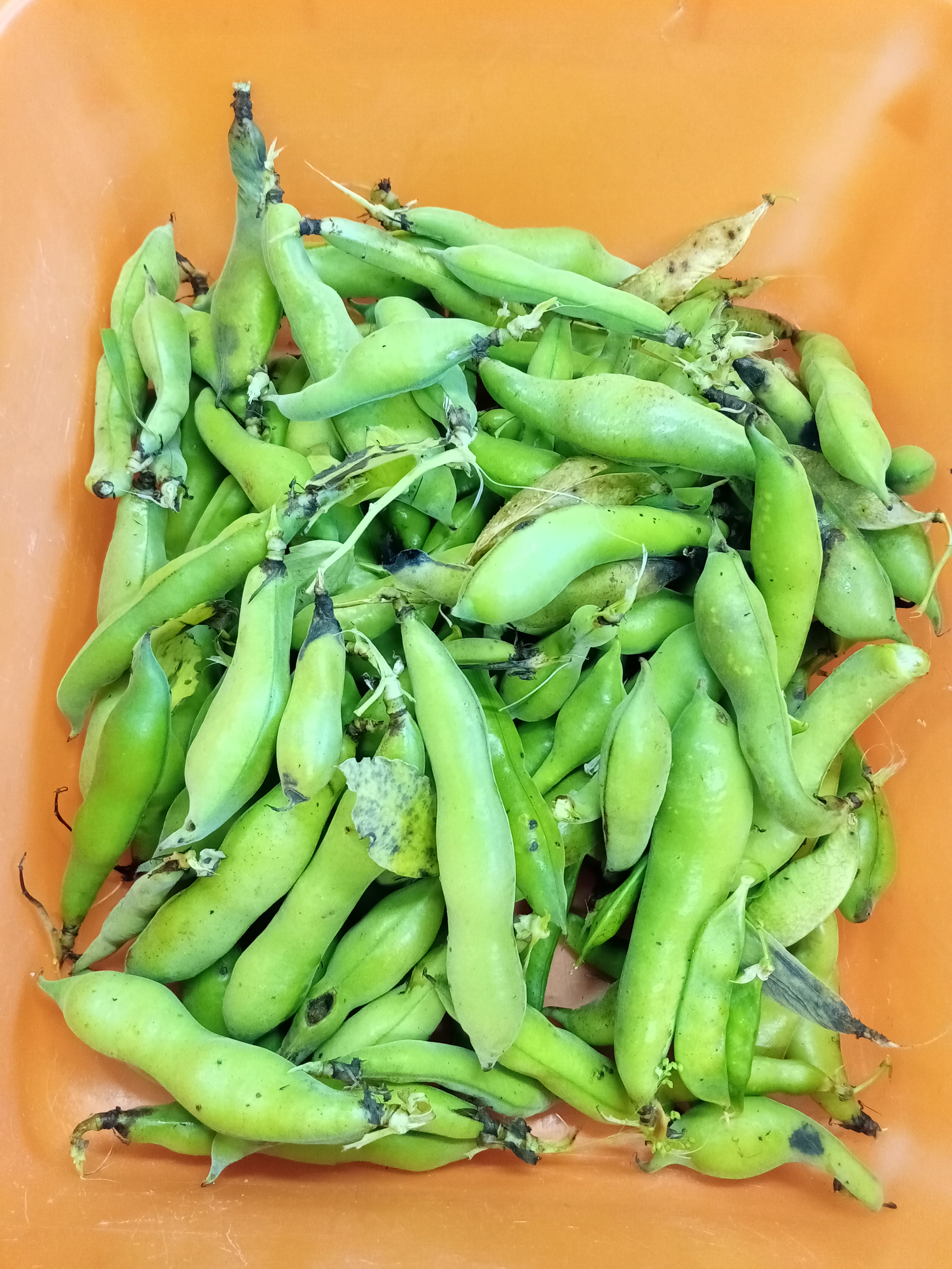 Produção de favas da horta da Inês.
