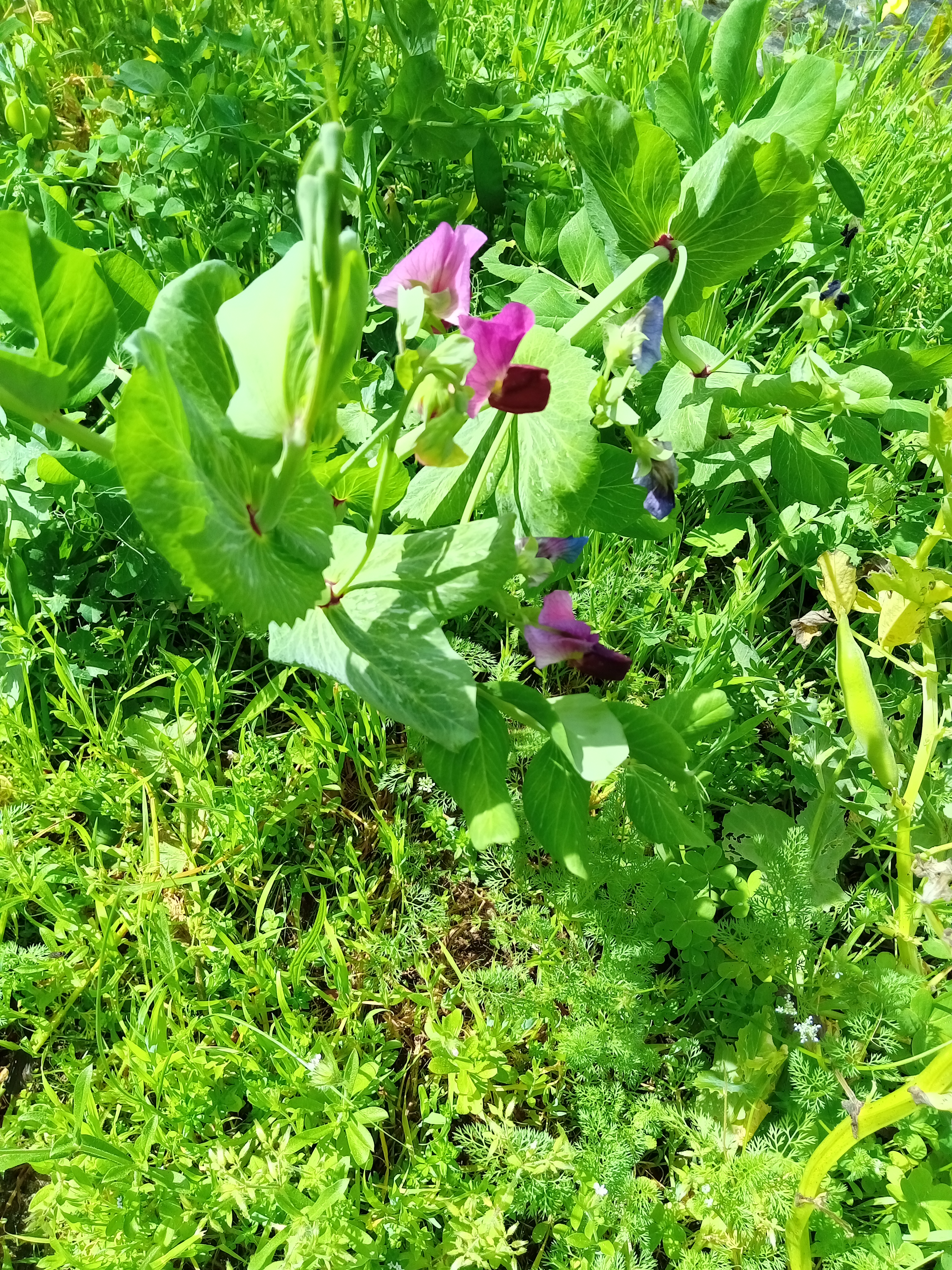 As ervilheiras em flor.