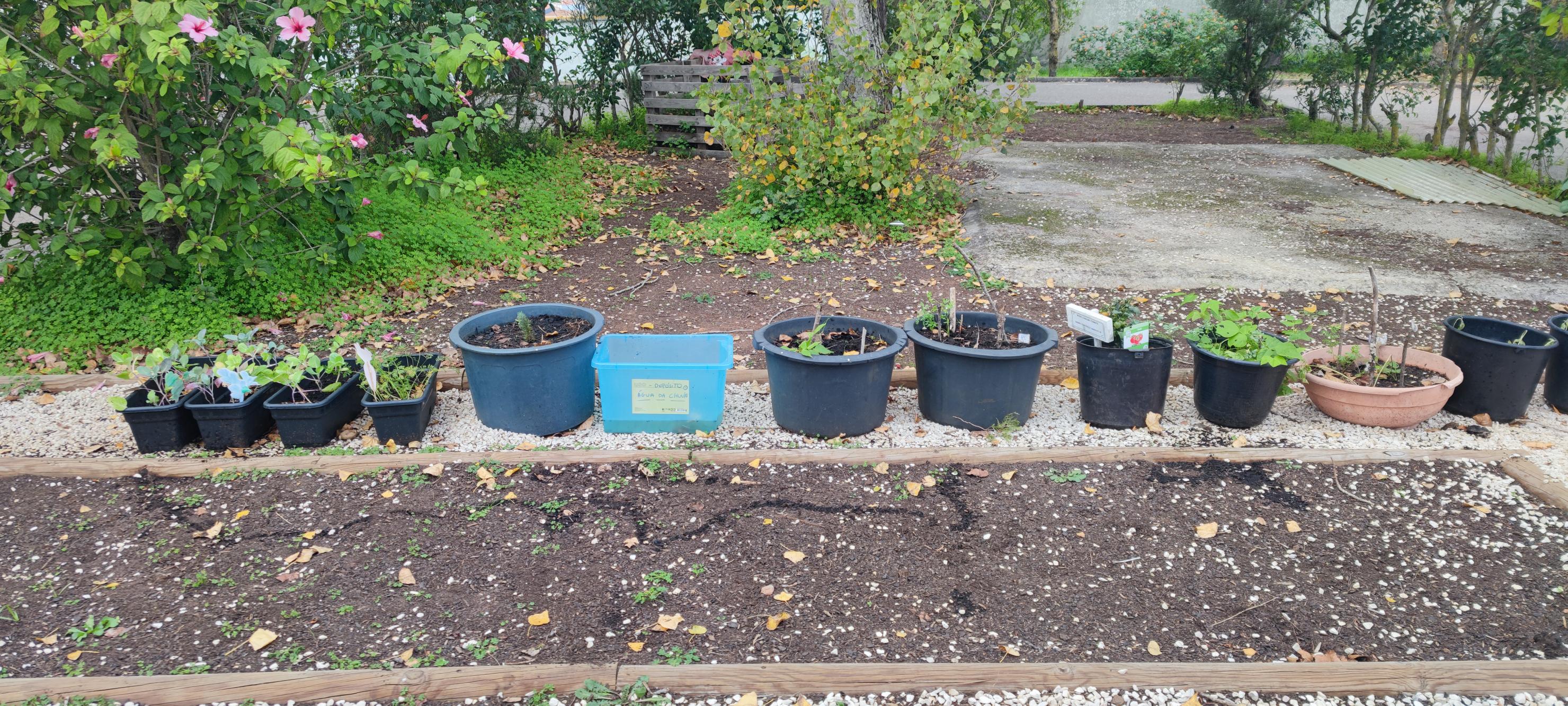 Viveiros e recipiente para recolha de agua das chuvas – Cenouras, couves e tomate