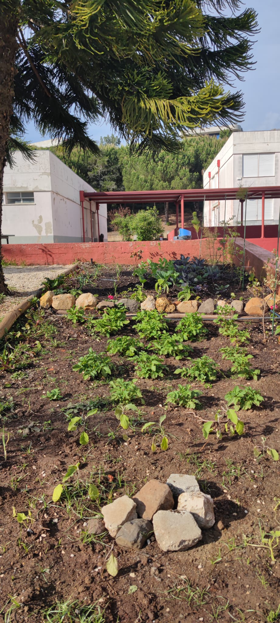 No canteiro inferior, cultivo de batatas, courgetes e beringelas; rega por aspersão.