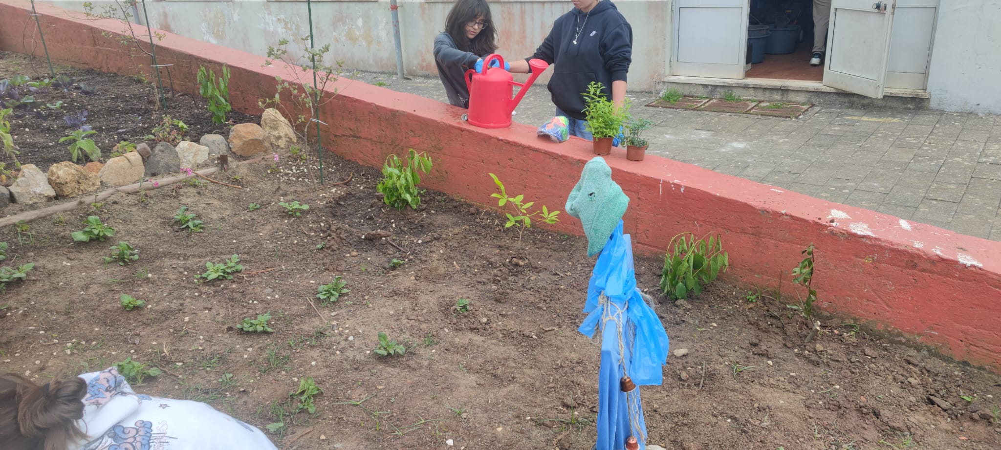 Alunas do 8º ano - preparação da plantação de lúcia lima e arruda; manutenção dos espantalhos.