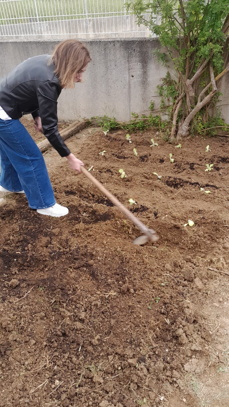 1ªas plantações