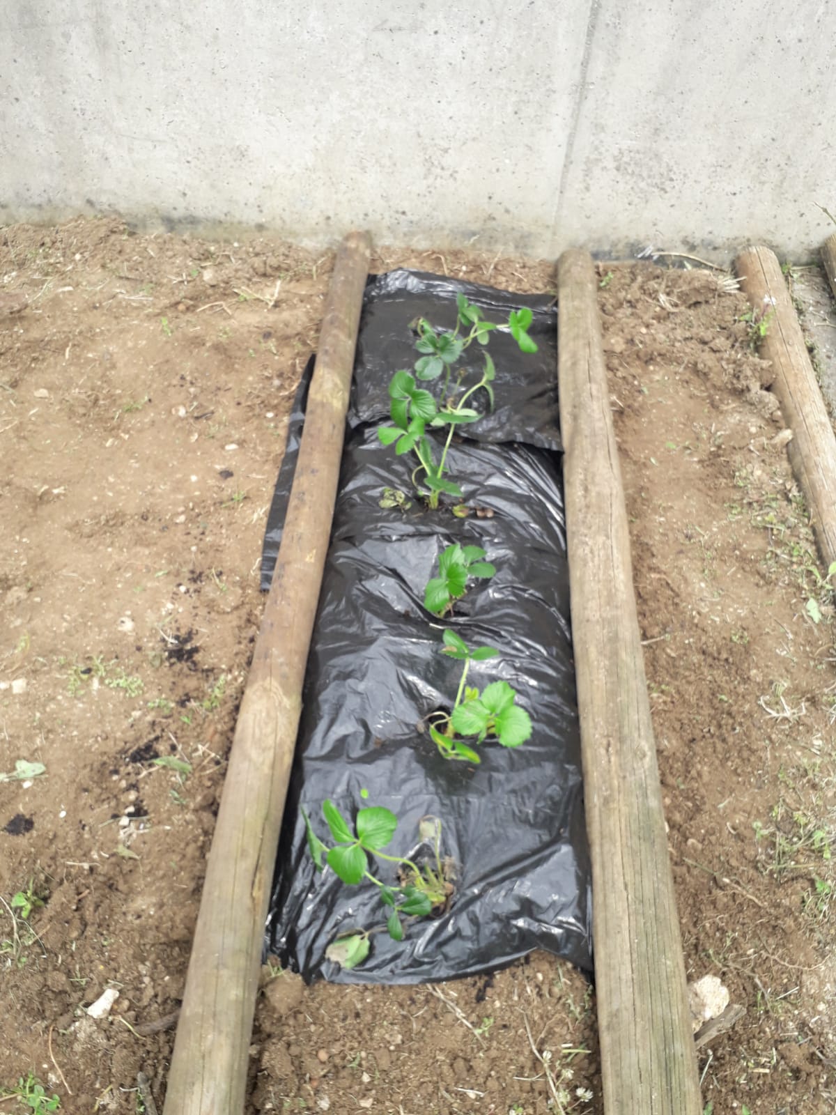 2ªas plantações