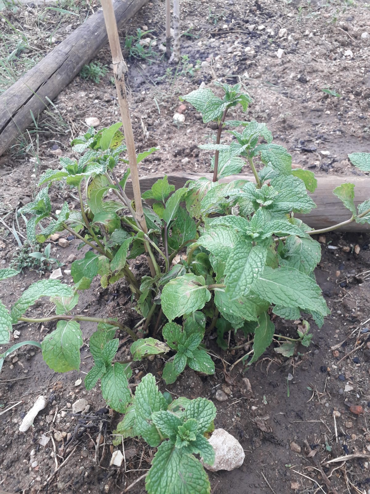 3ªas plantações