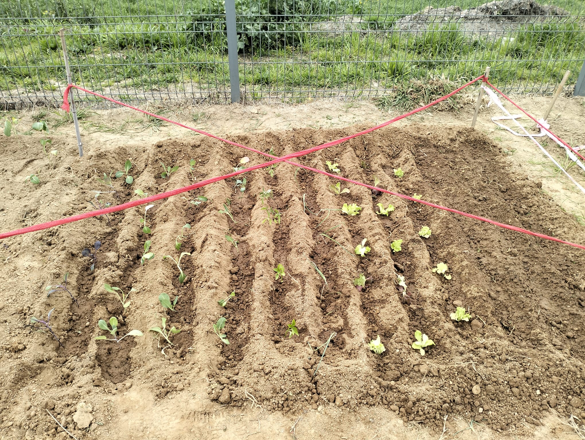 Terreno Cultivado