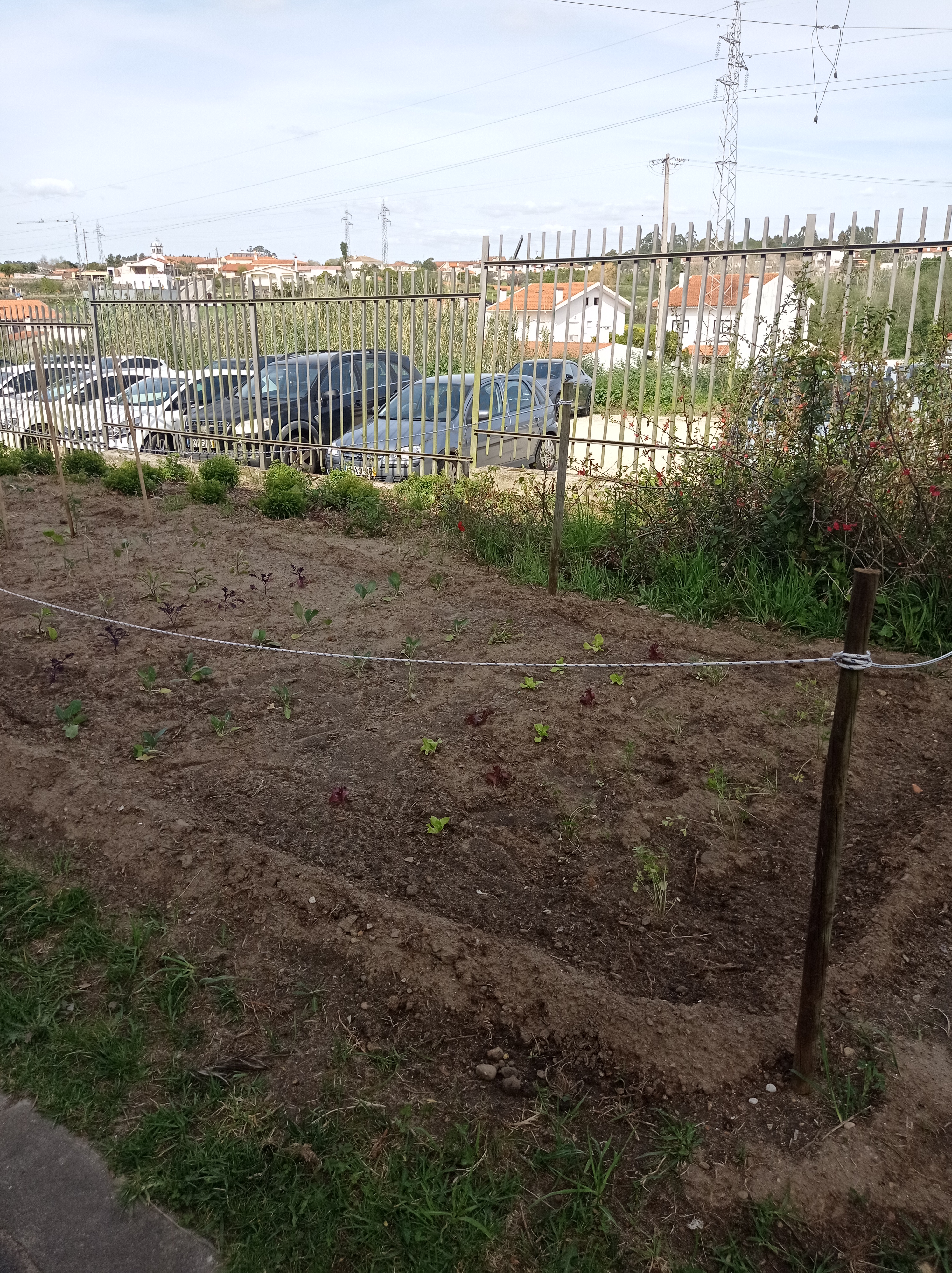 Depois de preparado o terreno foram plantadas as hortícolas mais usadas da nossa zona, estávamos no início de março.