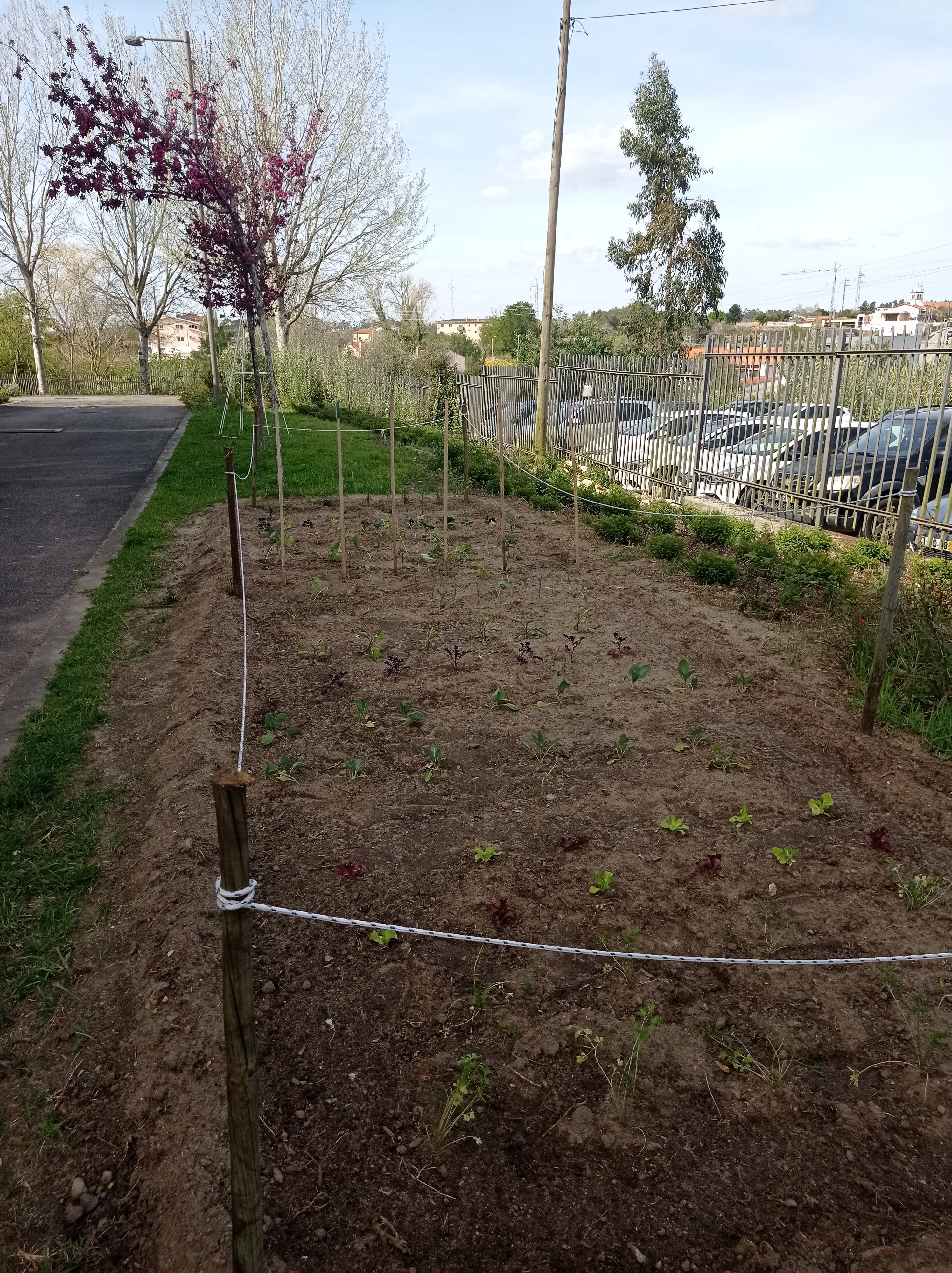 Depois de preparado o terreno foram plantadas as hortícolas mais usadas da nossa zona, estávamos no início de março.
