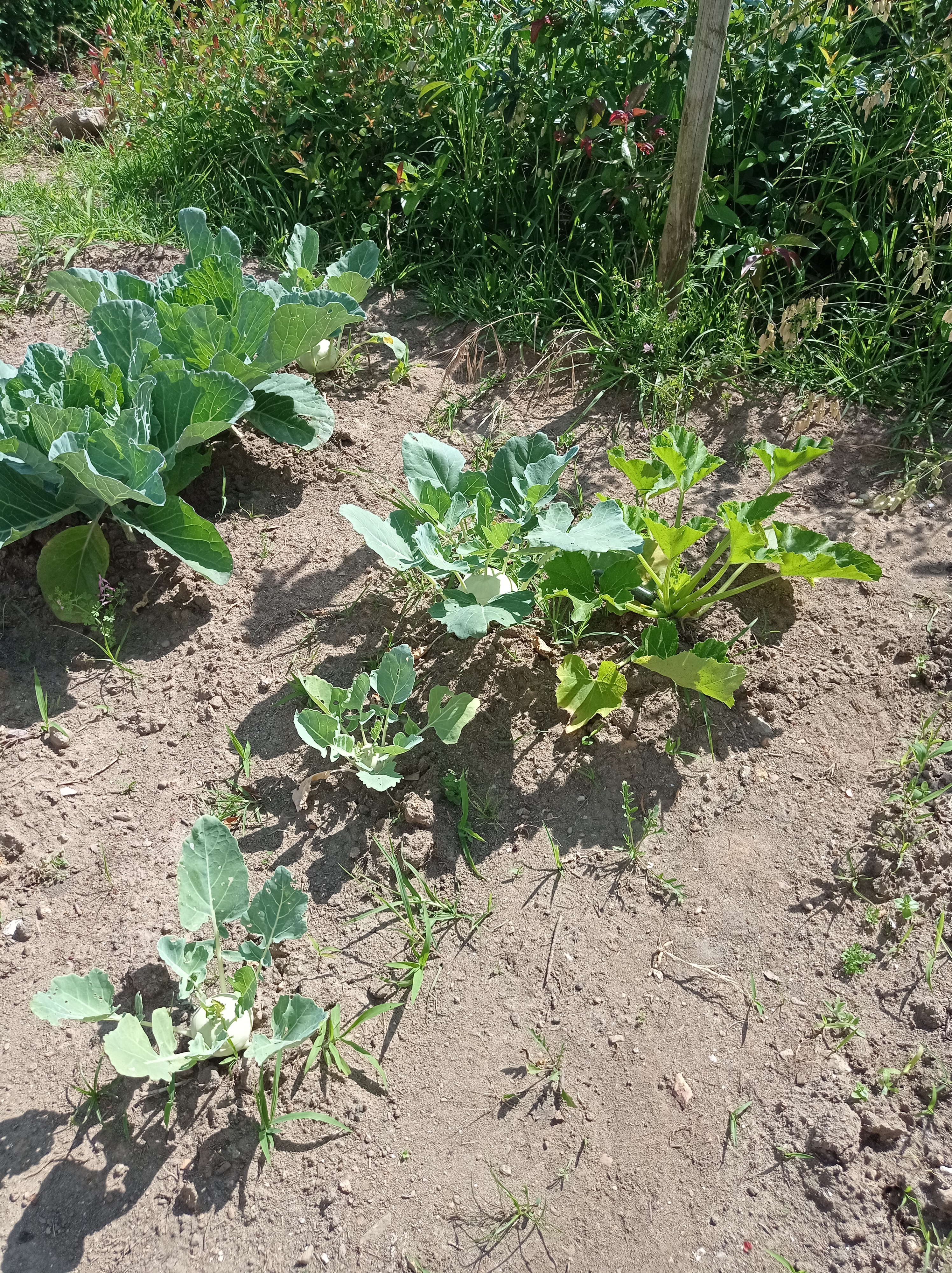 Em maio, em franco crescimento e até com alguma recolha: alfaces e curgetes.