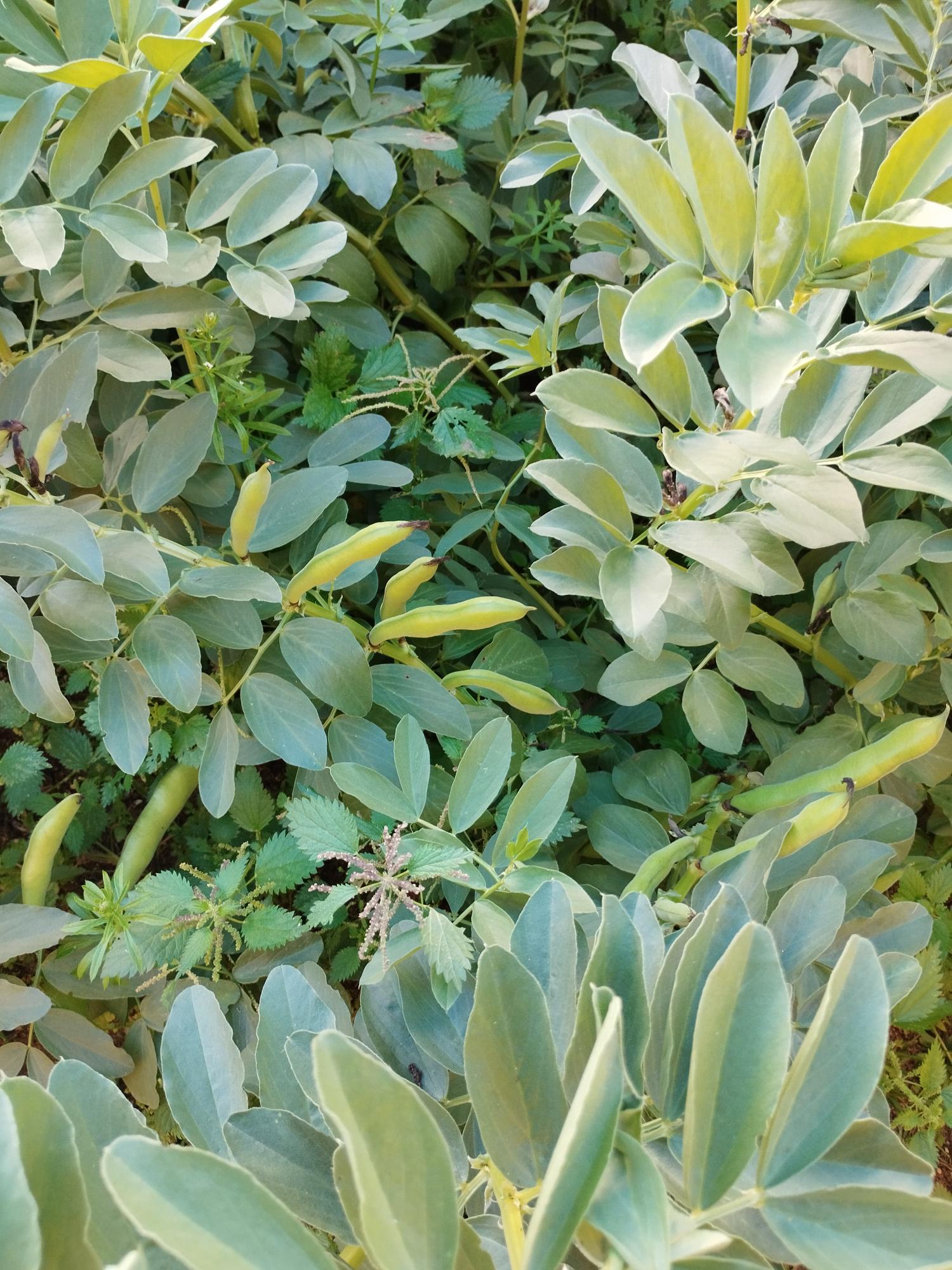 Favas