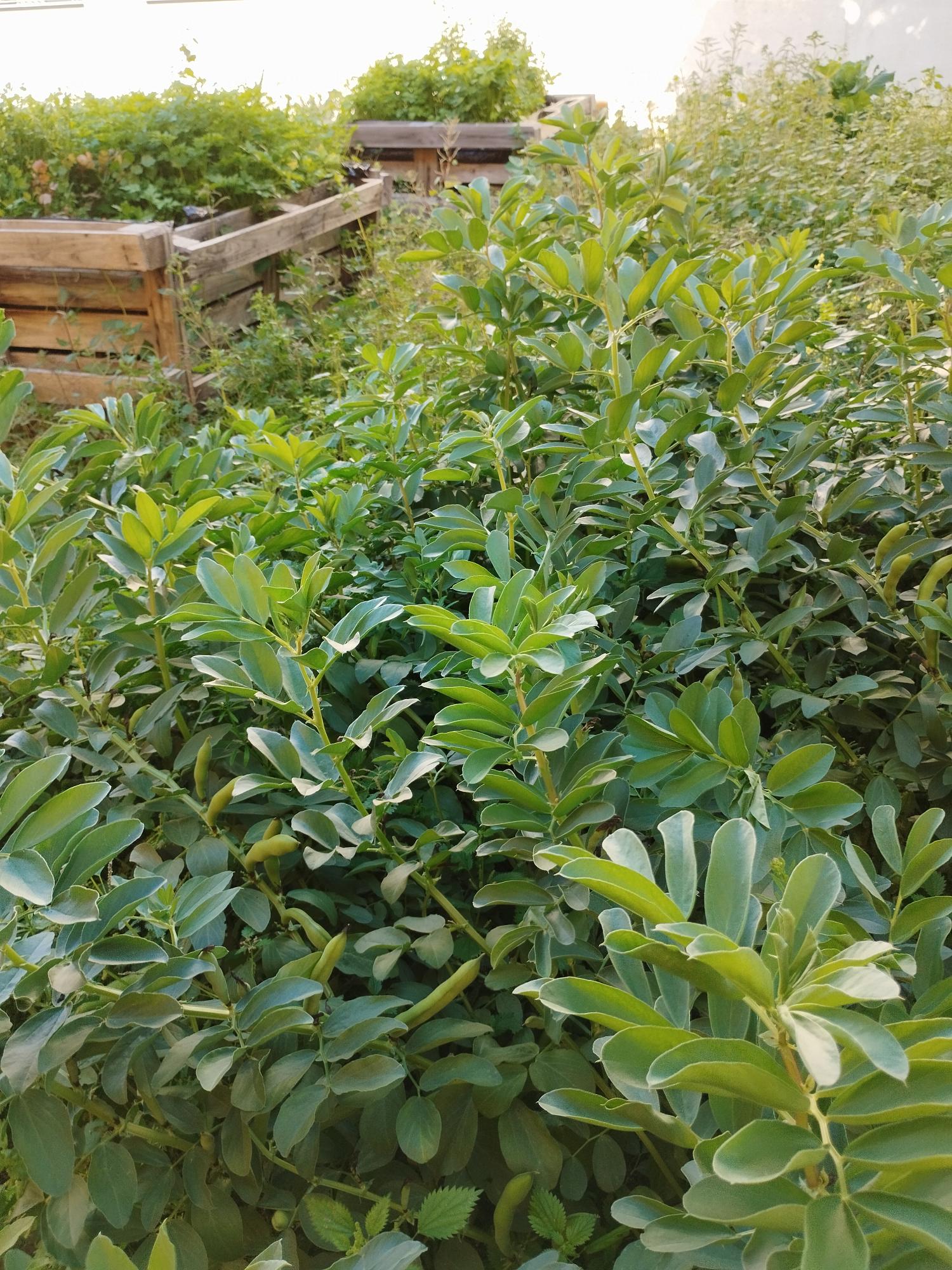Favas