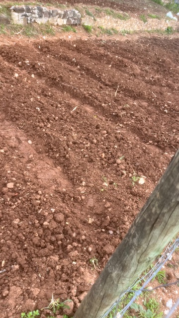 Terreno preparado