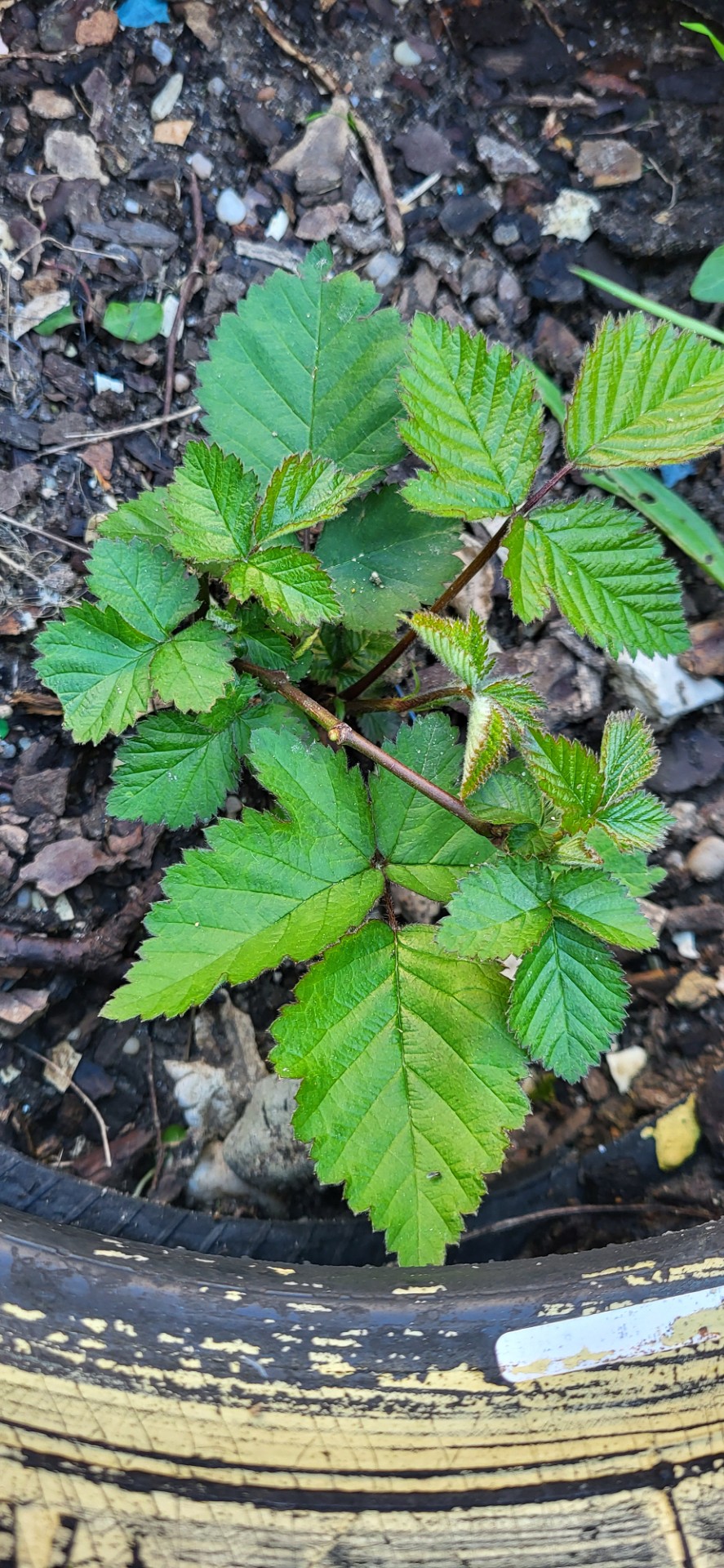Amoreira em crescimento no espaço da horta.