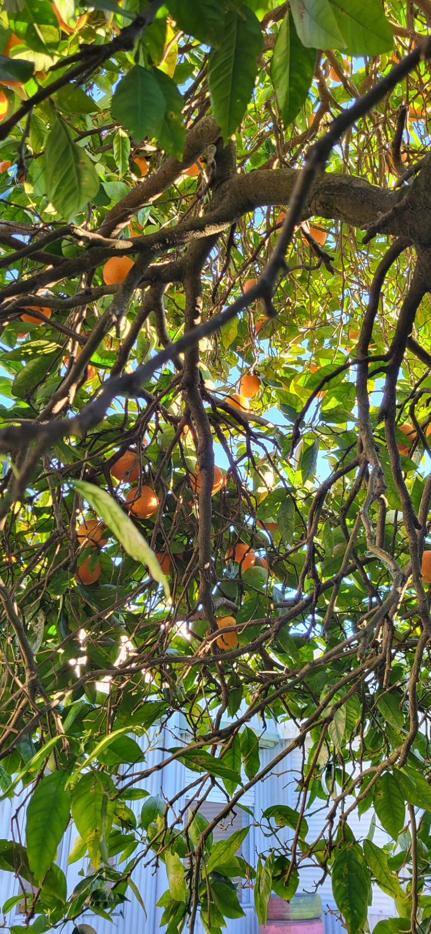 Laranjeira com fruto.