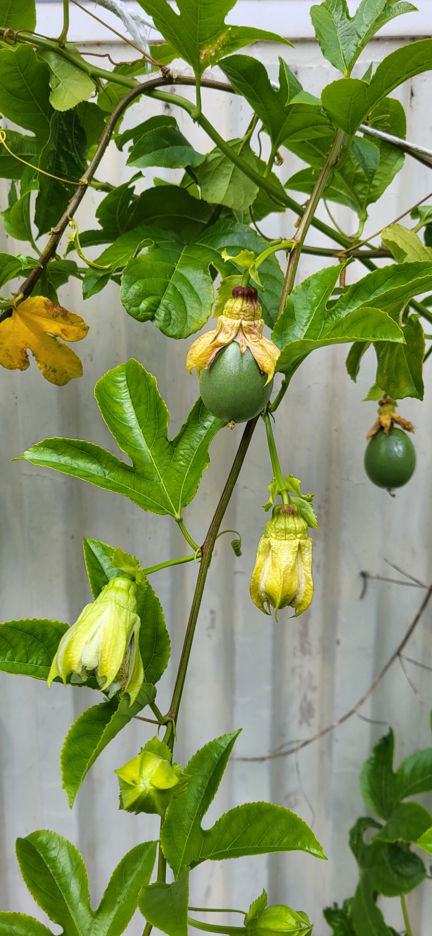 O maracujá começa a dar frutos