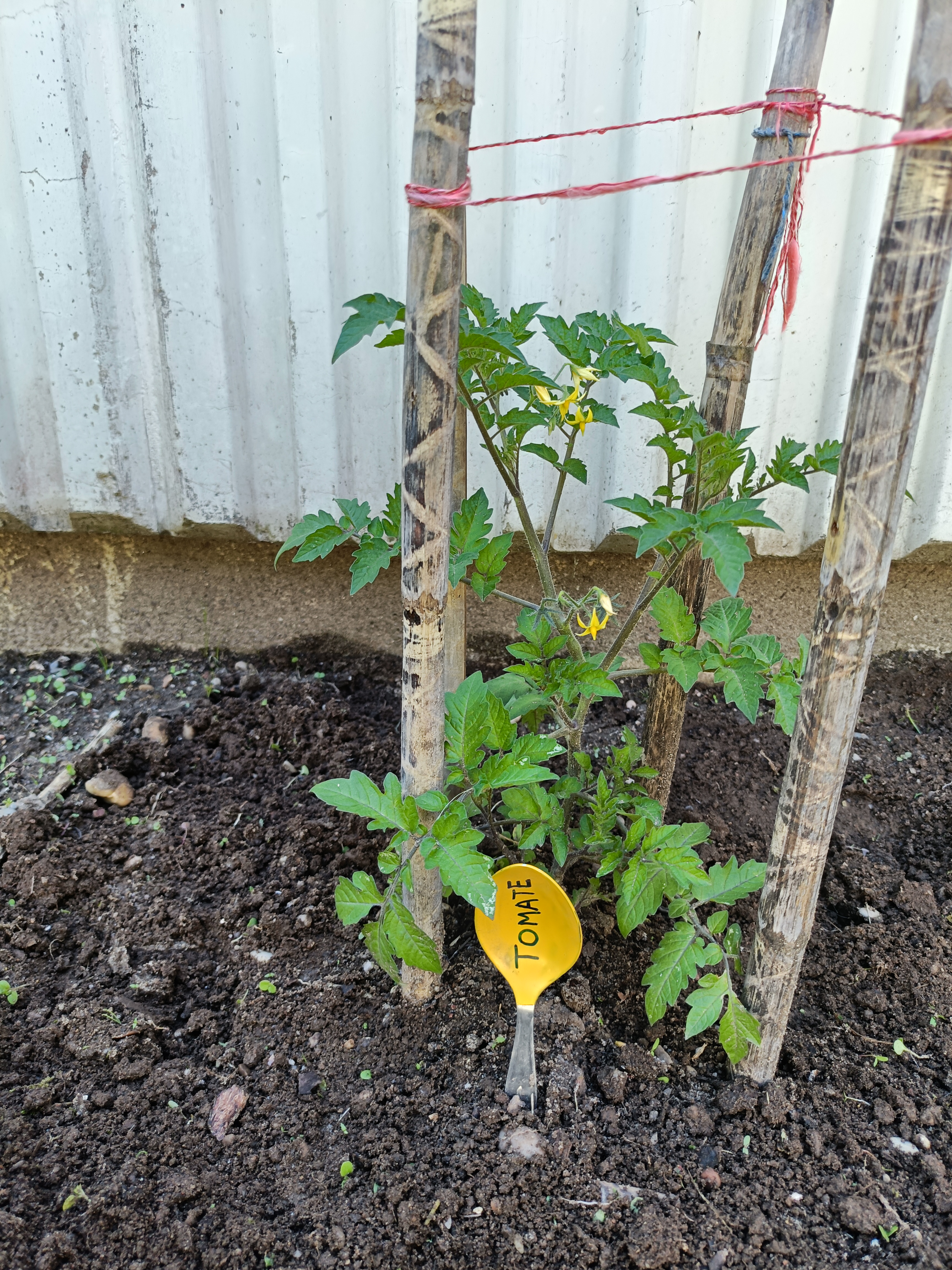 O tomate a crescer na horta