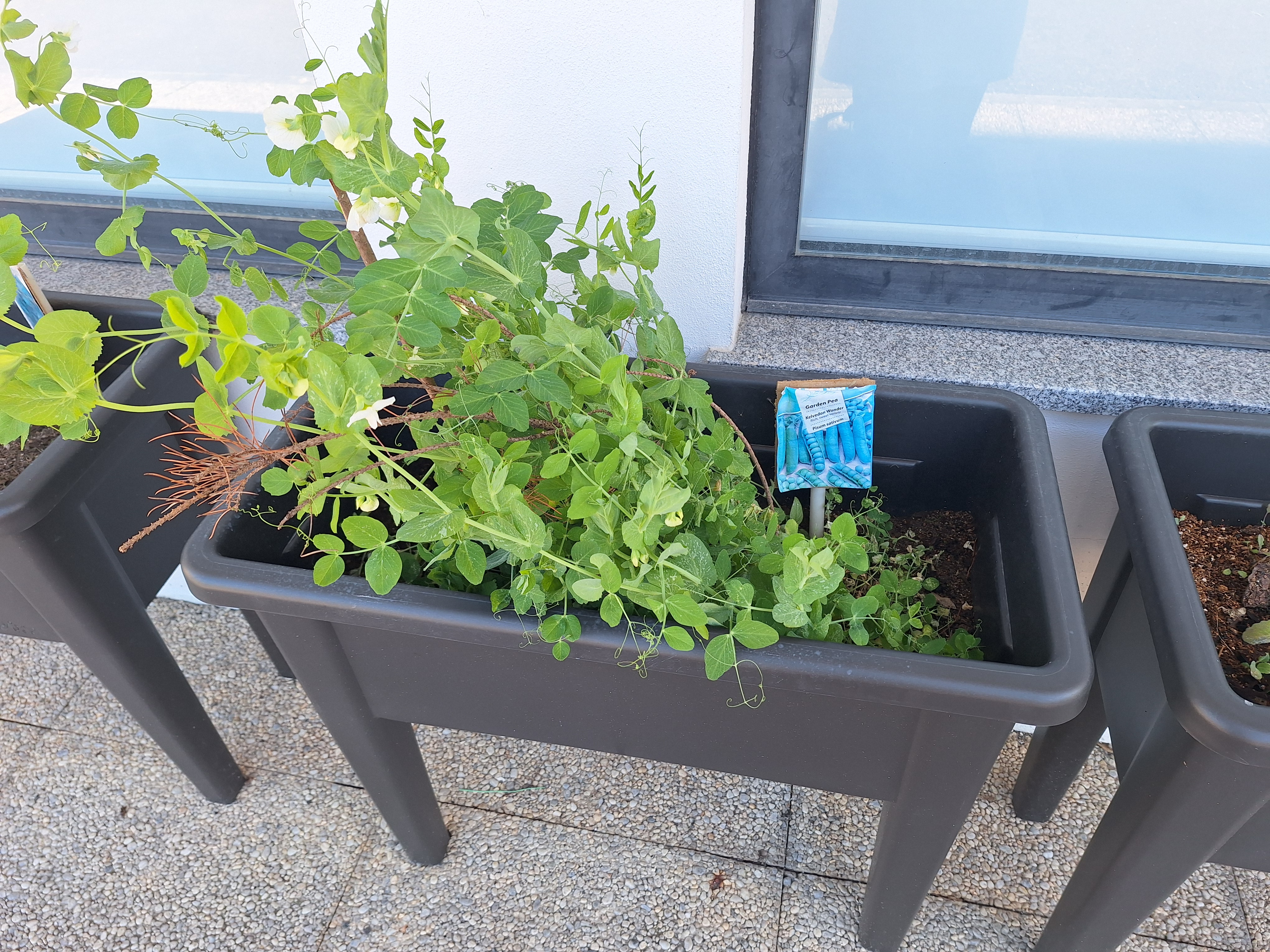 plantações 2