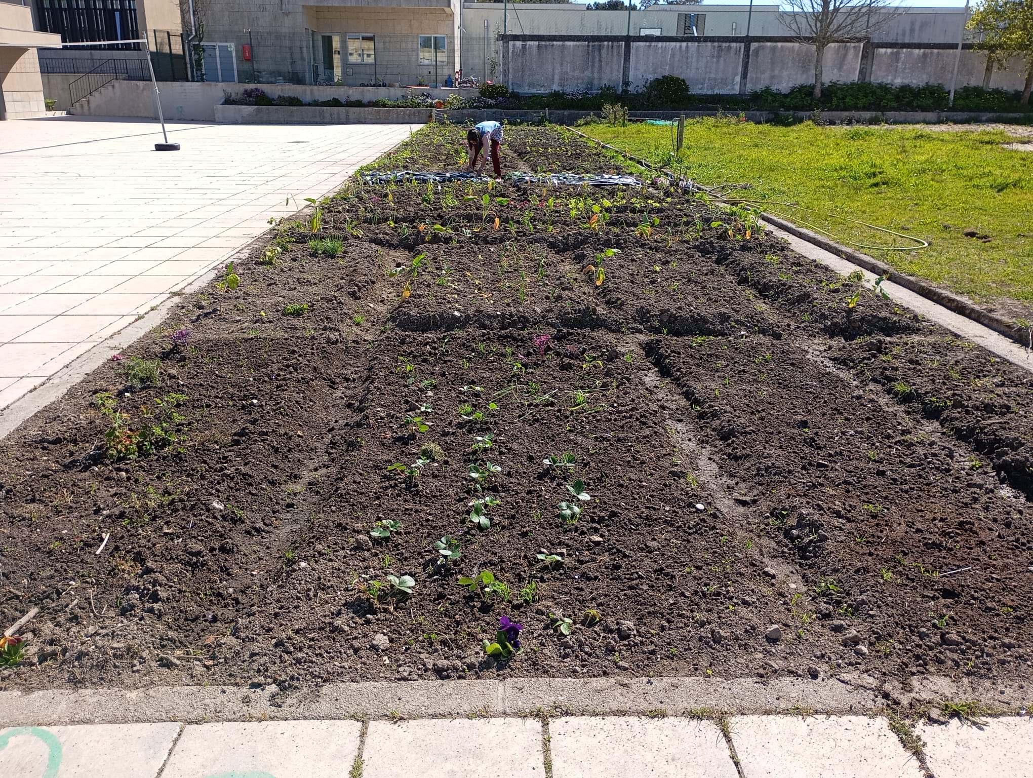 São muitas as culturas aqui representadas: nabiça, morango, batata, couves, repolho, alface, cebolo, brócolos, beterrabas, feijão, pimento, rabanete, tomate, favas, ervilhas, abóboras e ervas aromáticas.