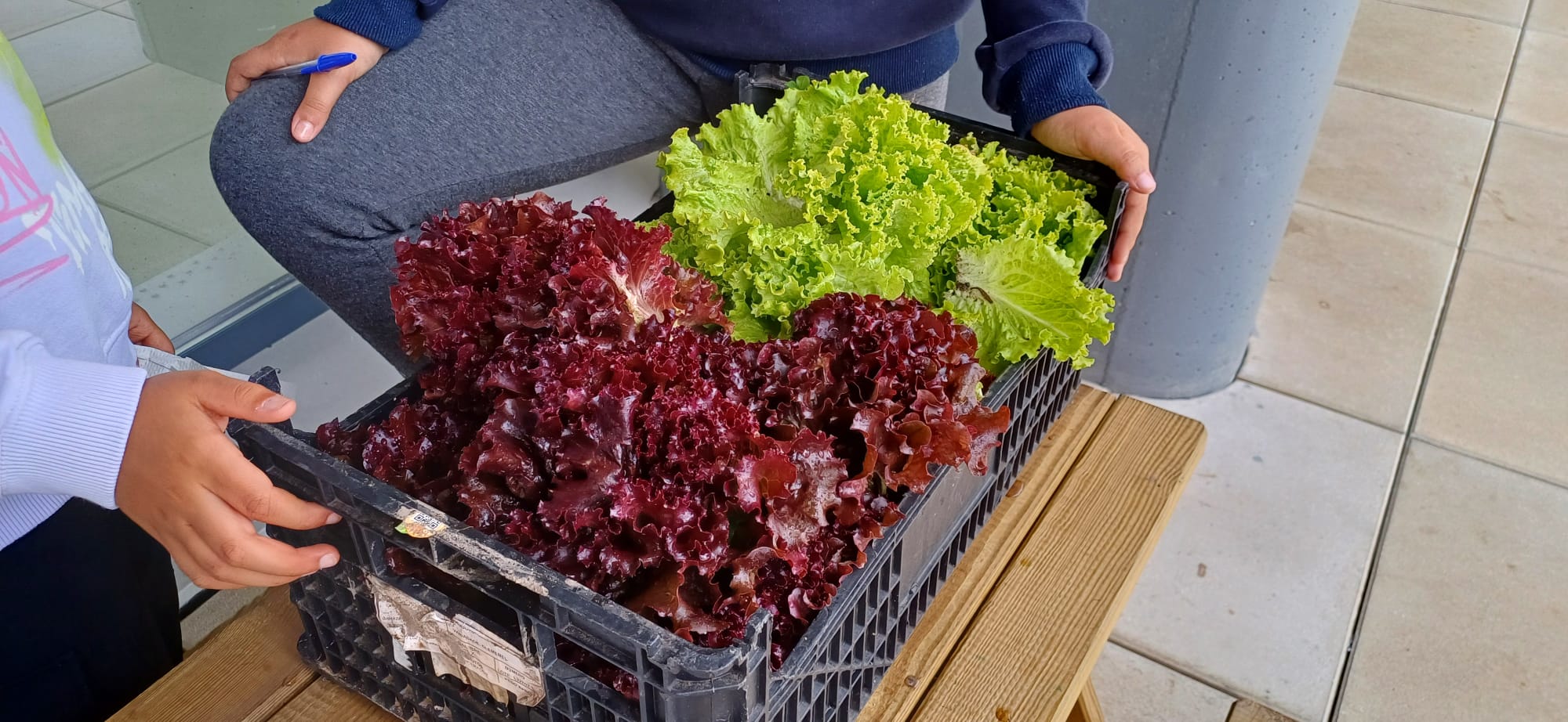Conforme vamos colhendo mais produtos da horta, será realizada uma feira de hortícolas sempre que necessário e sempre com o apoio da família.