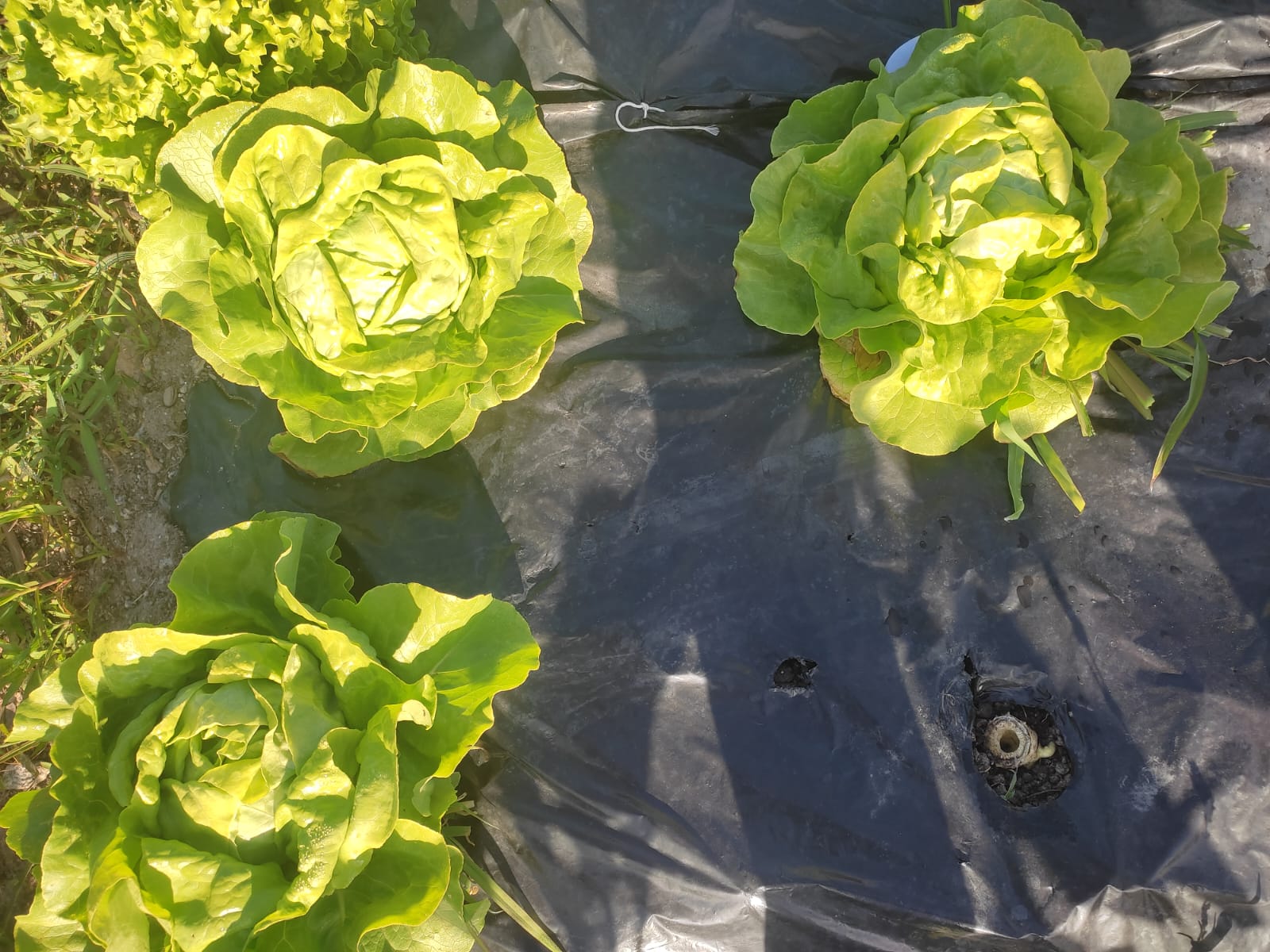 Produtos hortícolas da nossa horta: alface.