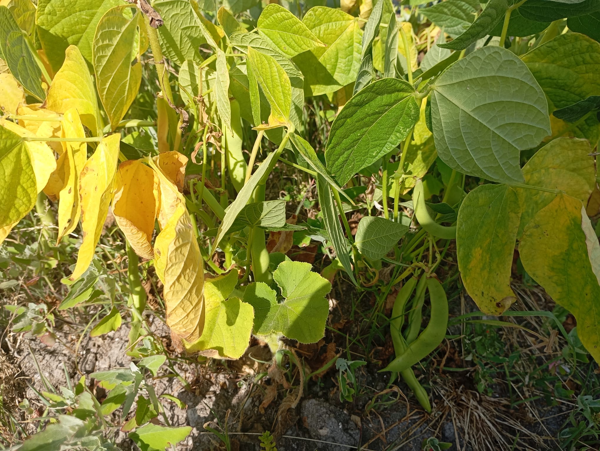 Produtos hortícolas da nossa horta: feijão verde.
