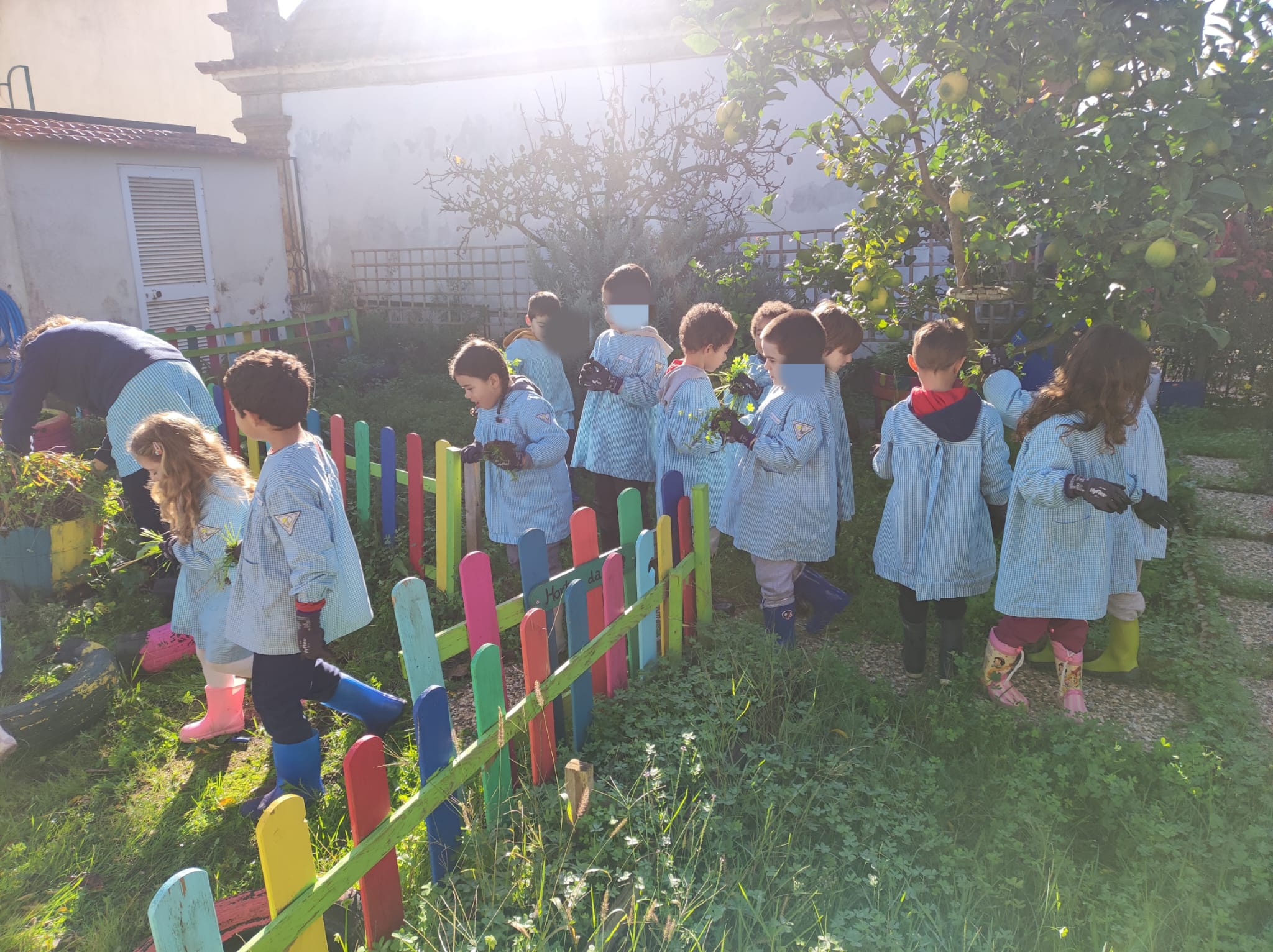 Crianças a observar o estado da horta e a ver a auxiliar do grupo a apanhar as ervas daninhas, que vai mostrando às mesmas para não arrancarem as plantas.