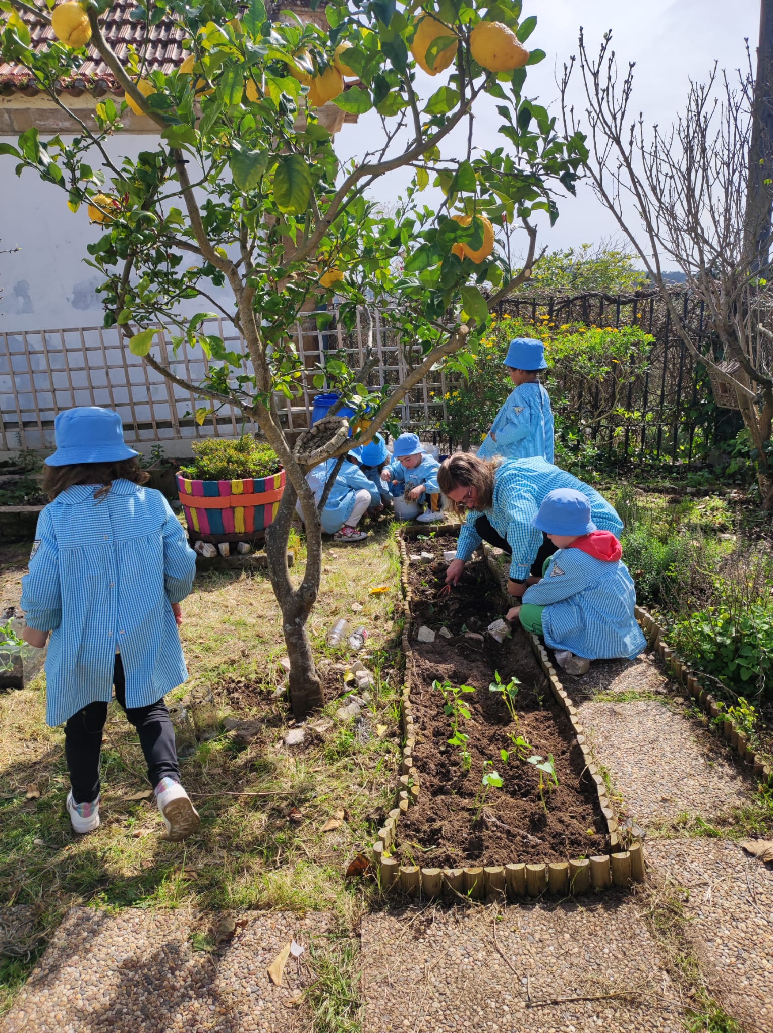 Transplante das culturas para os canteiros, na Horta da Joaninha.