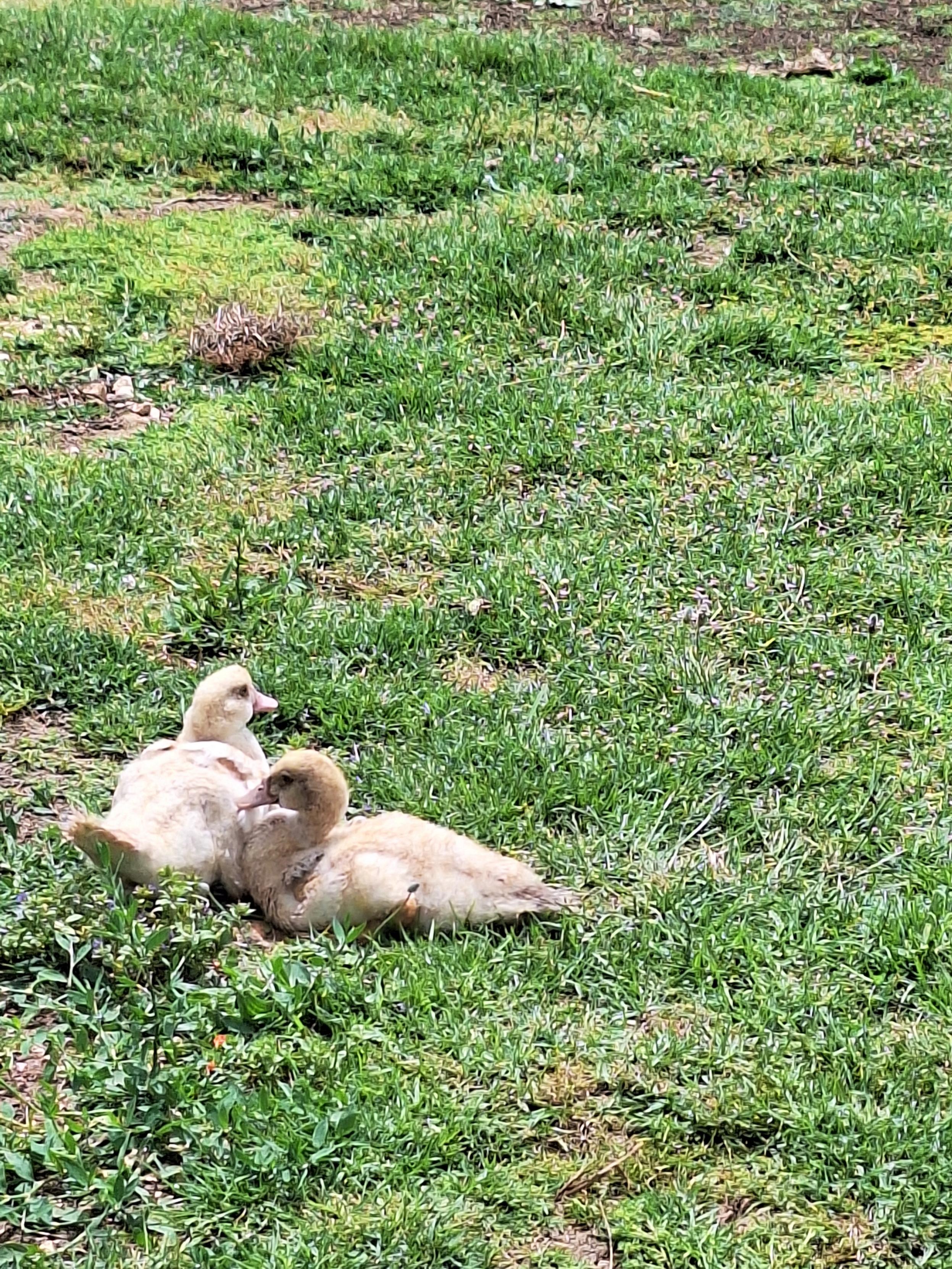 Patos na horta pedagógica