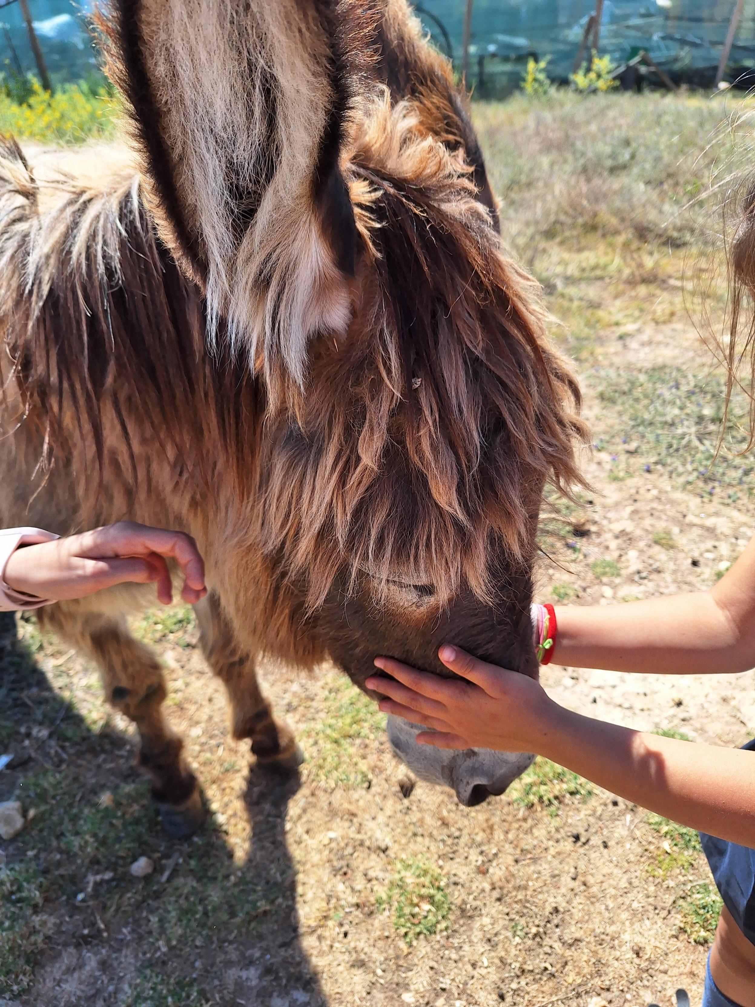 Burro na horta pedagógica