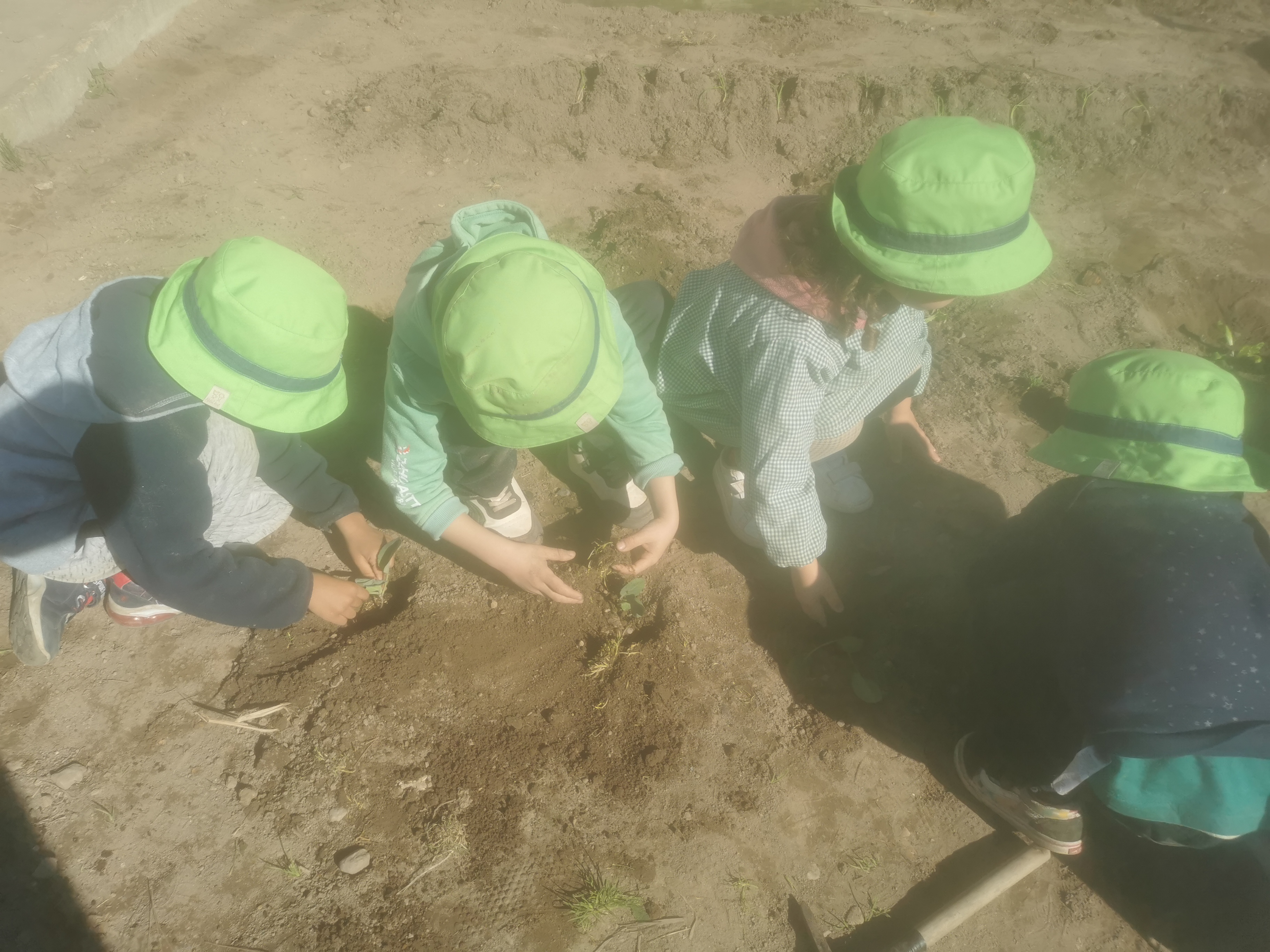 Plantação de alfaces, cebolo, couve e chás