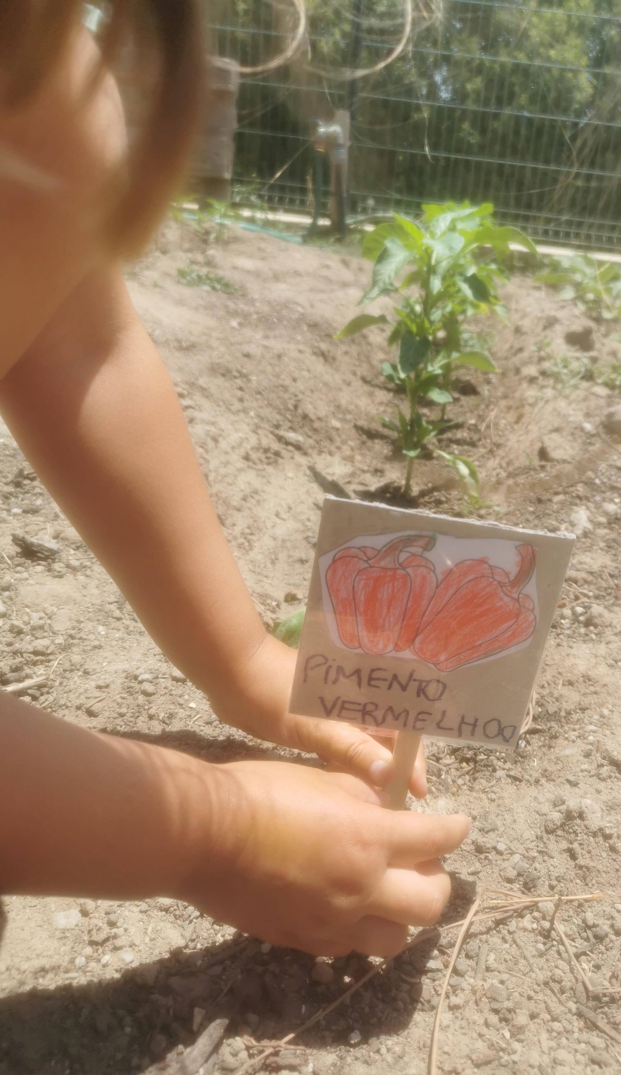 Identificação dos legumes plantados